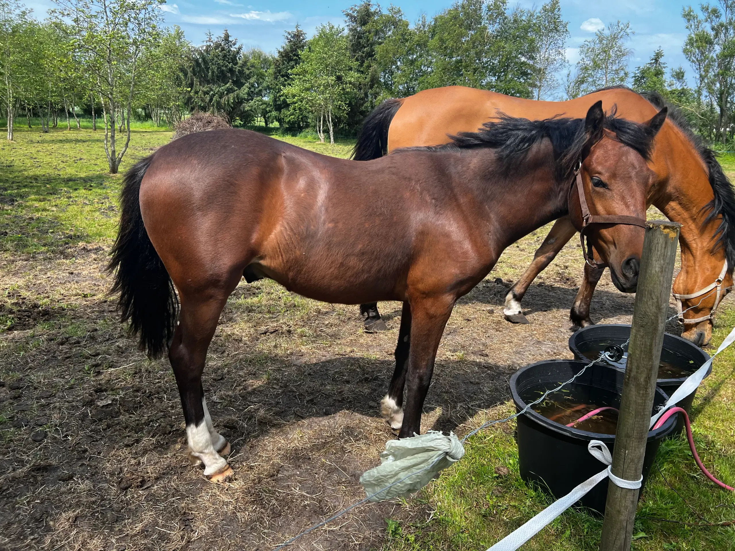 NF hingst med top papir