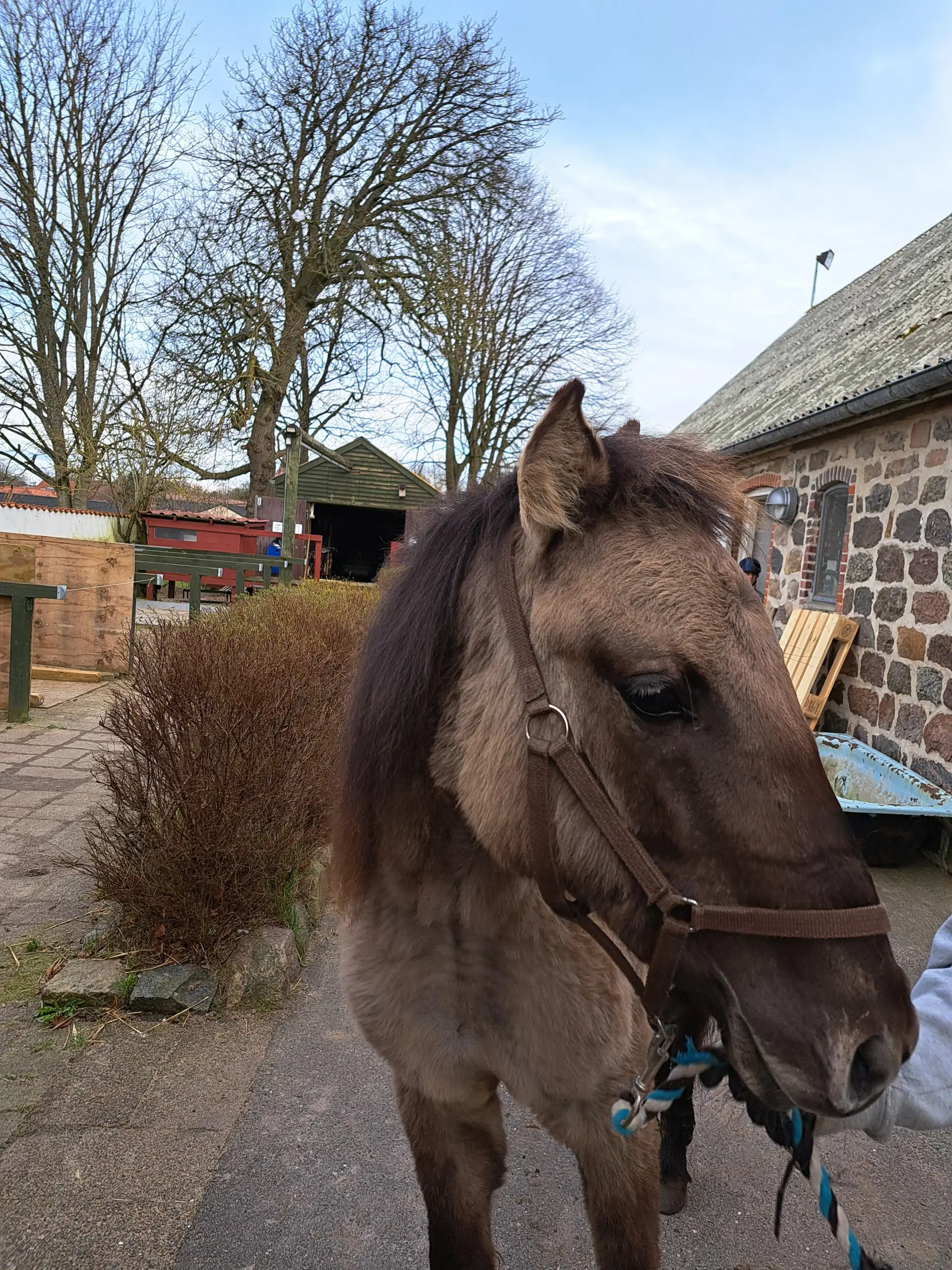 2års polsk konik pony