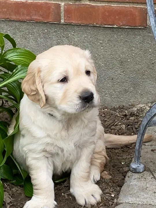 LÆKRE GOLDEN RETRIEVER HVALPE