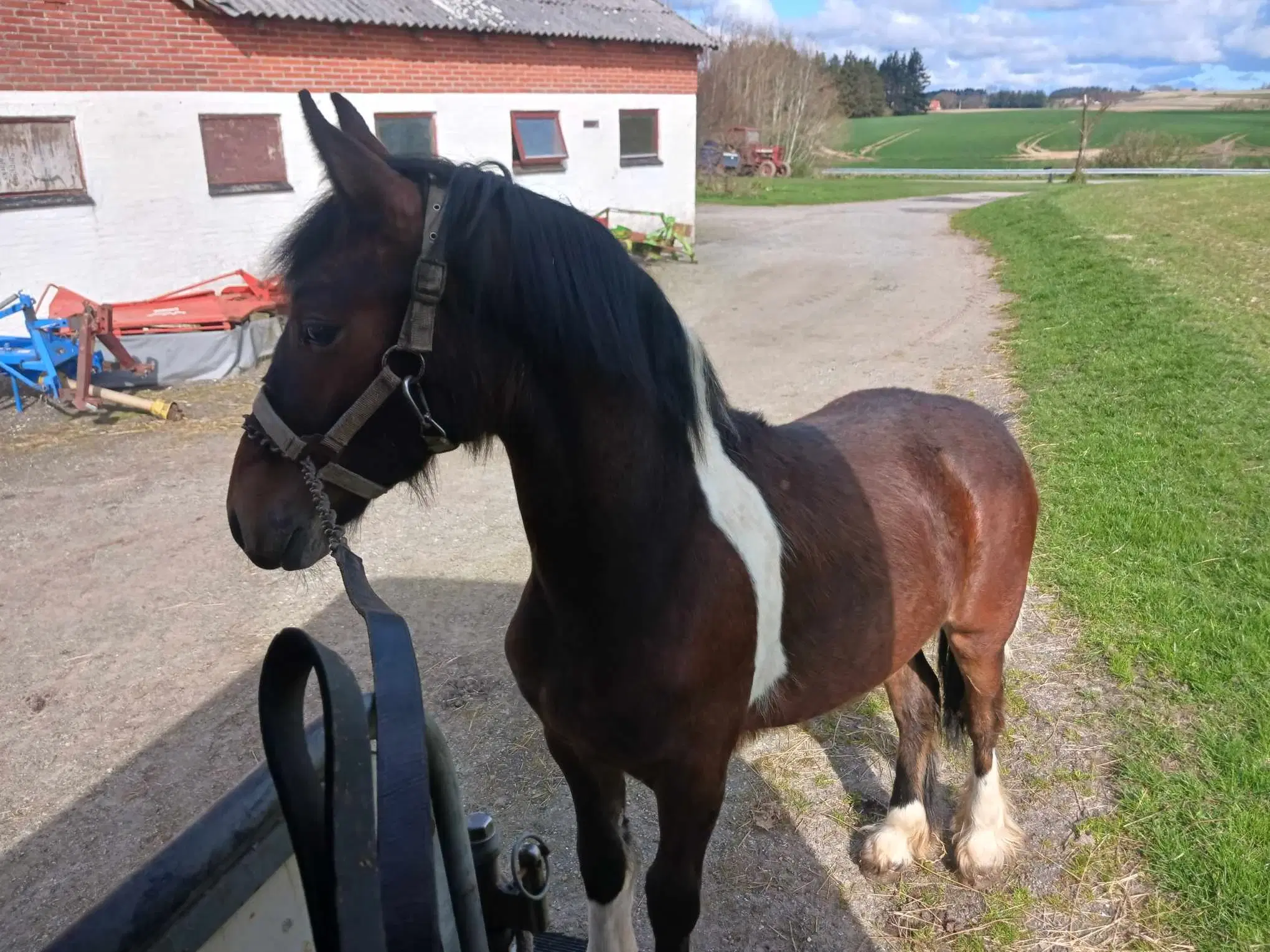 Luna☘️  Tinker/frieser/barock