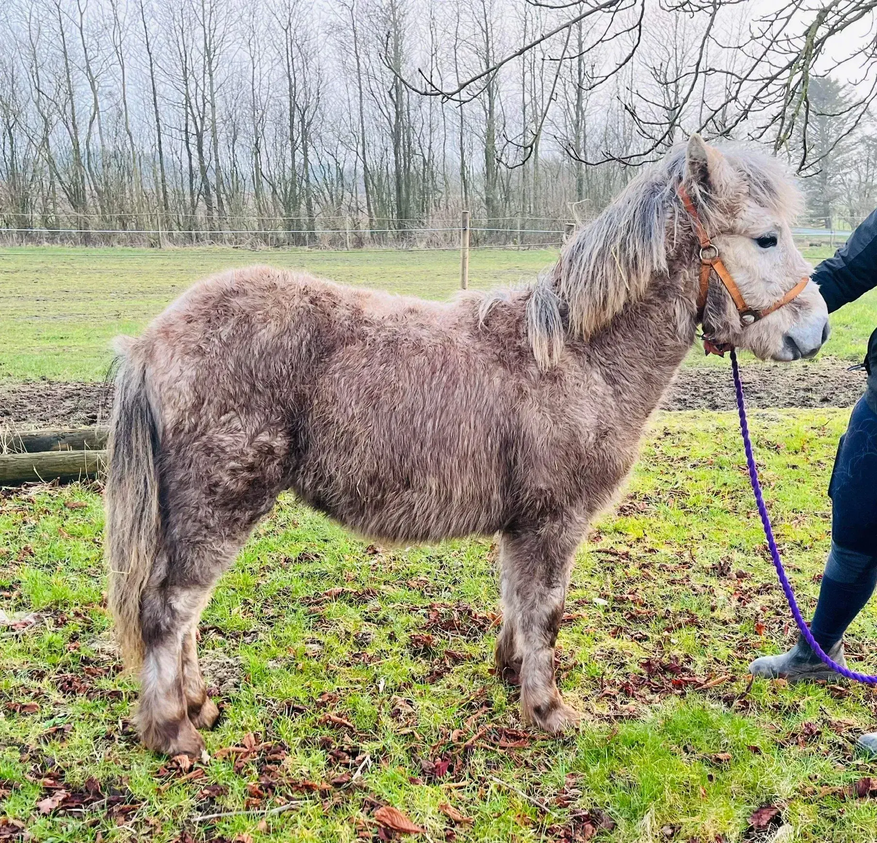 Lækker hingst føl