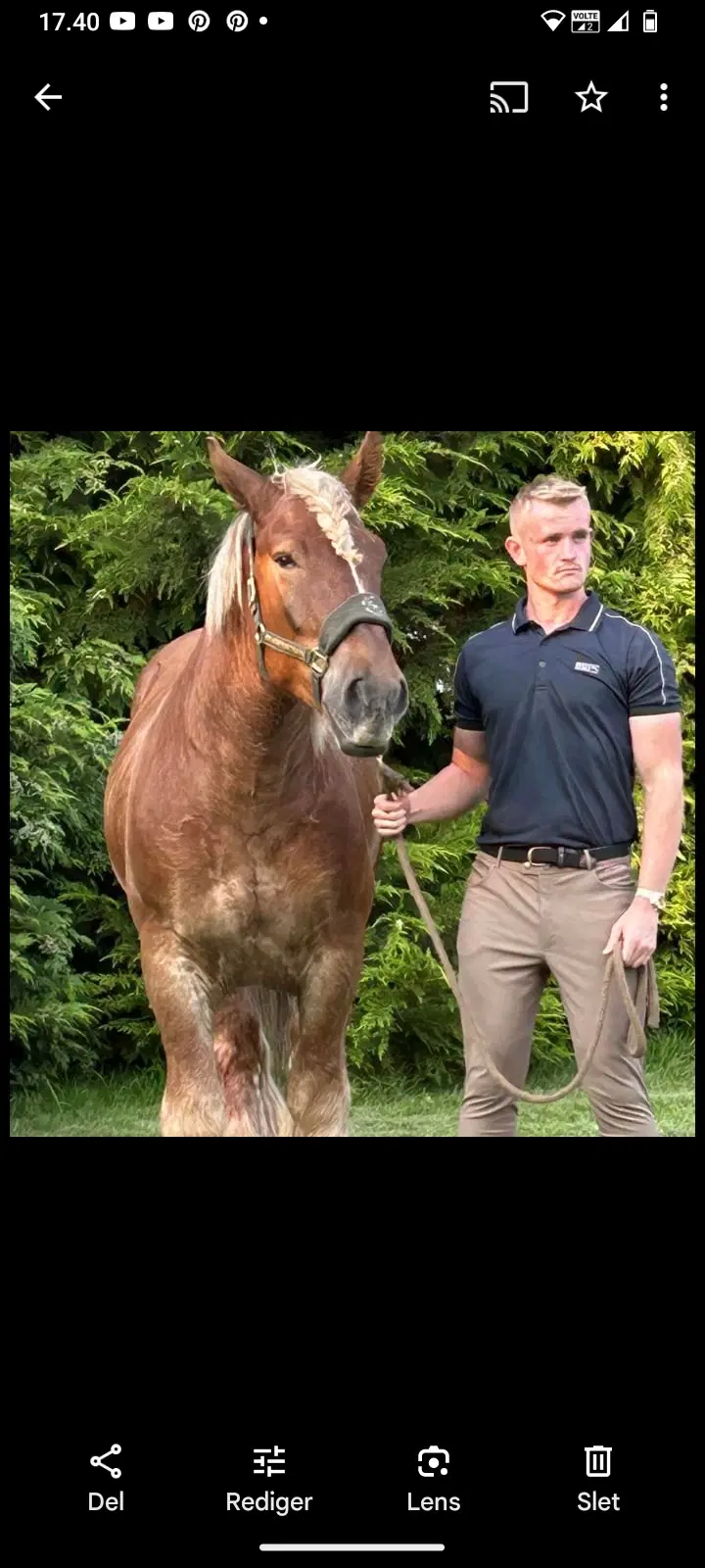 Jysk hest med det bedste sind