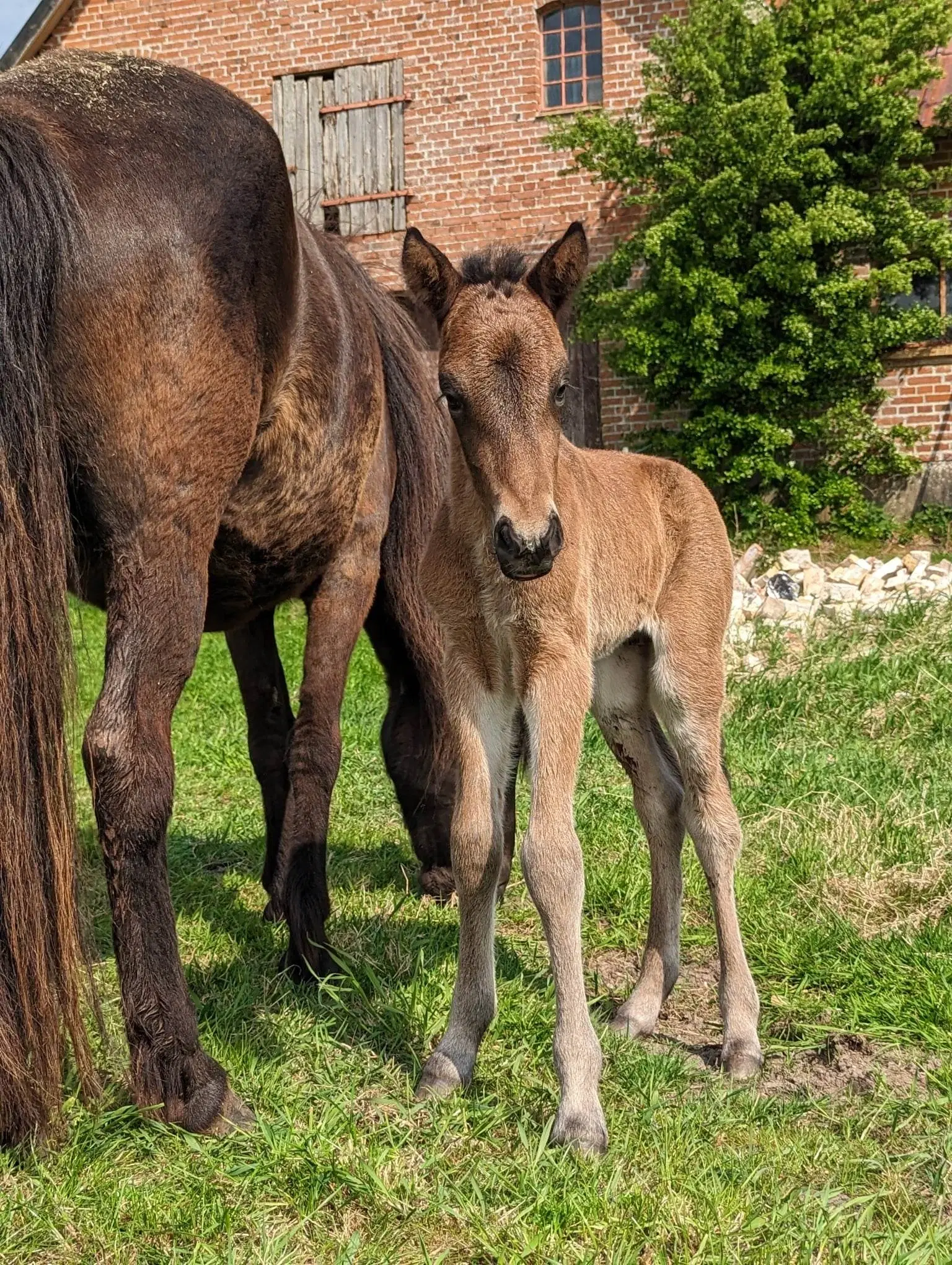 Avl - Stævne eller Luksus ridehest <3