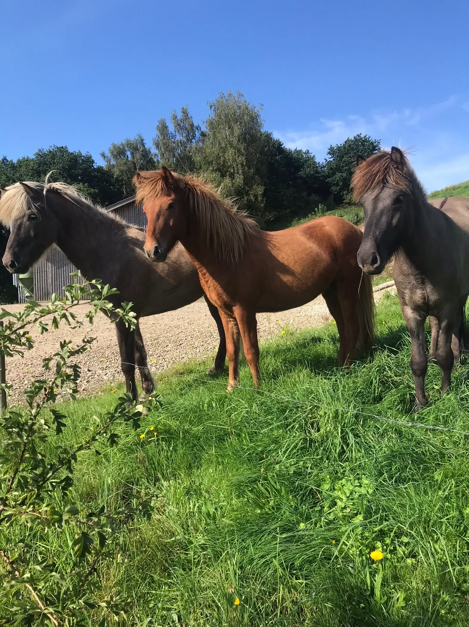 Islænder gode rideheste