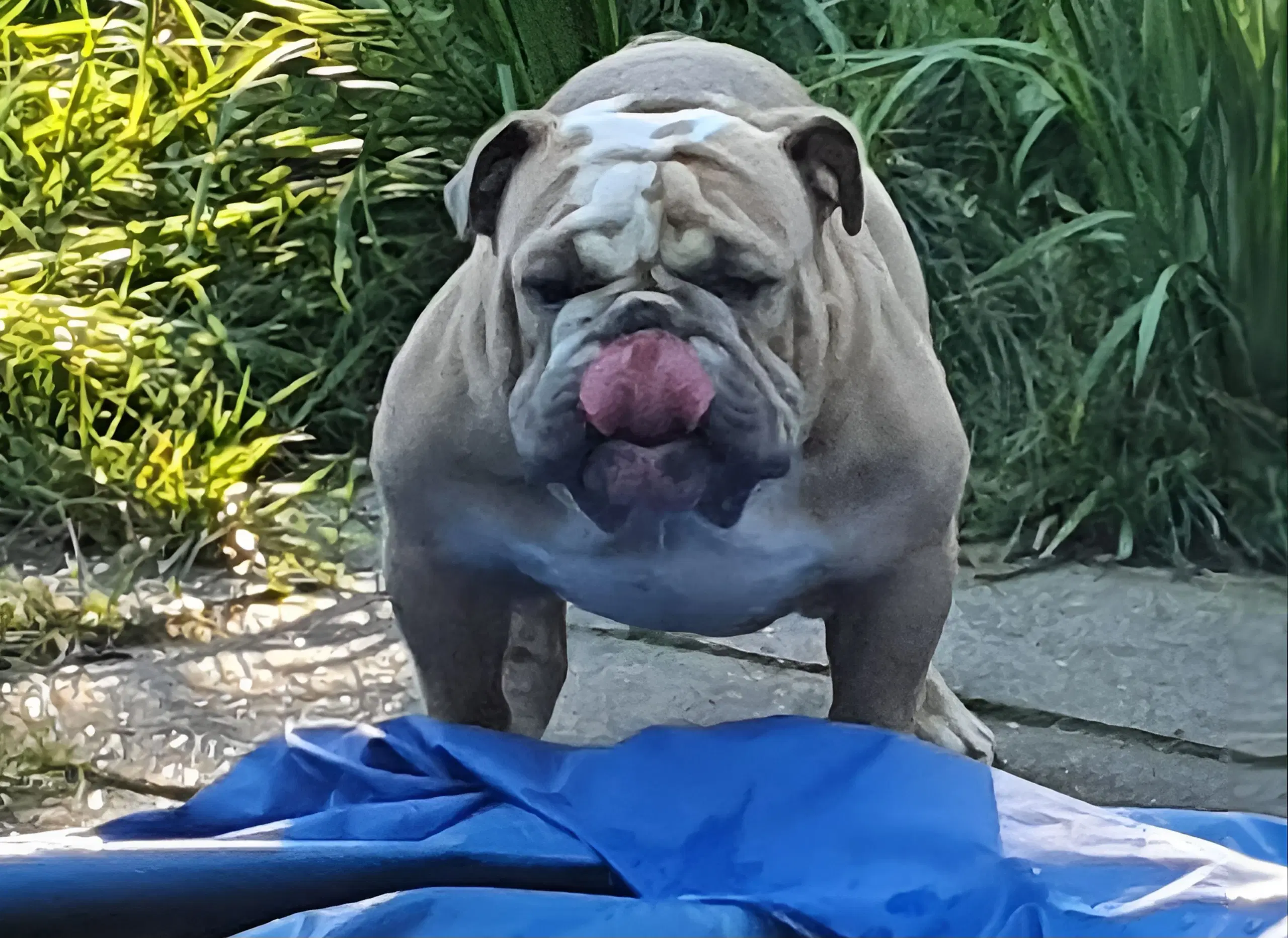 Bulldog