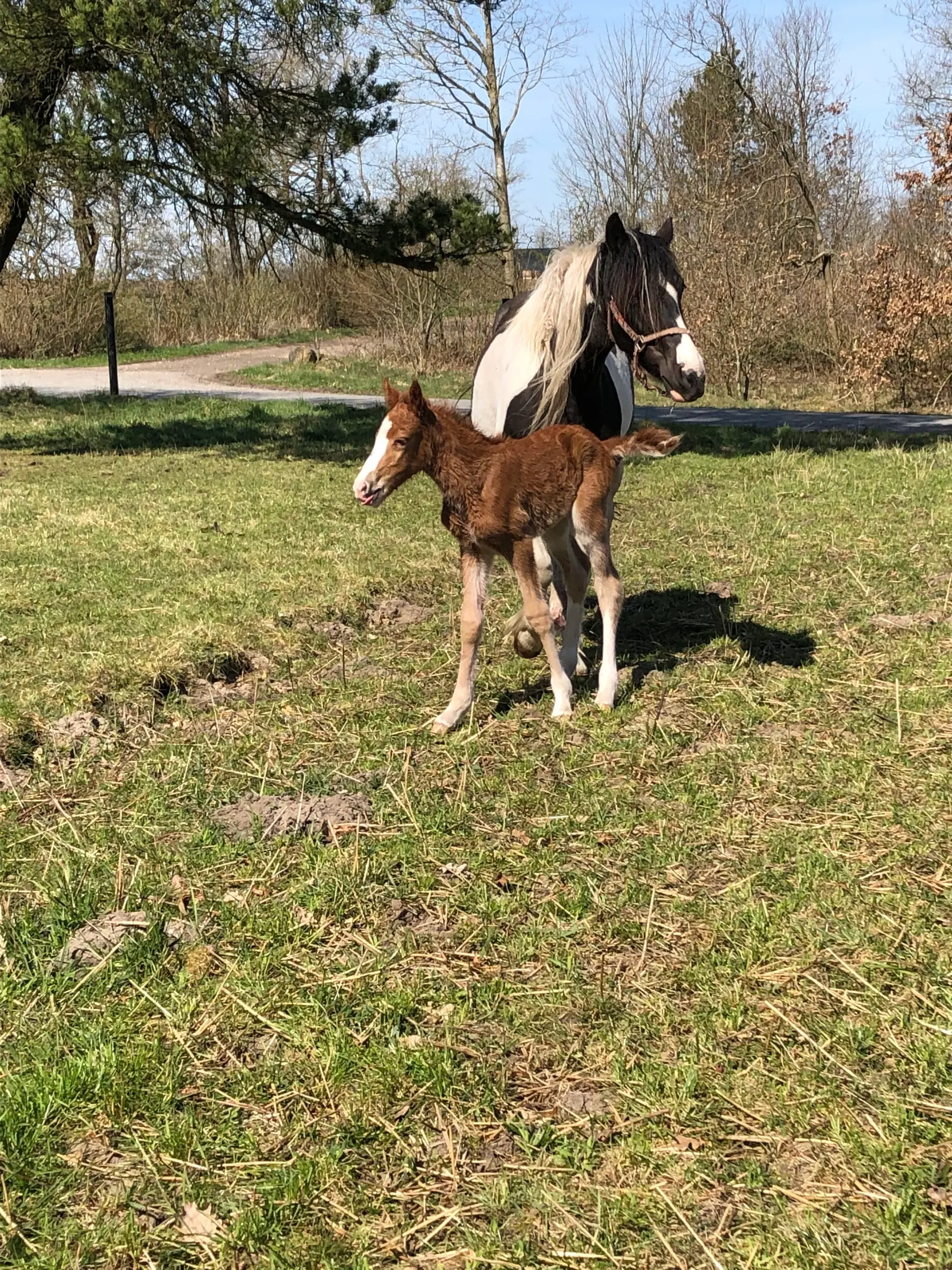 Kat 1 pony føl/plag