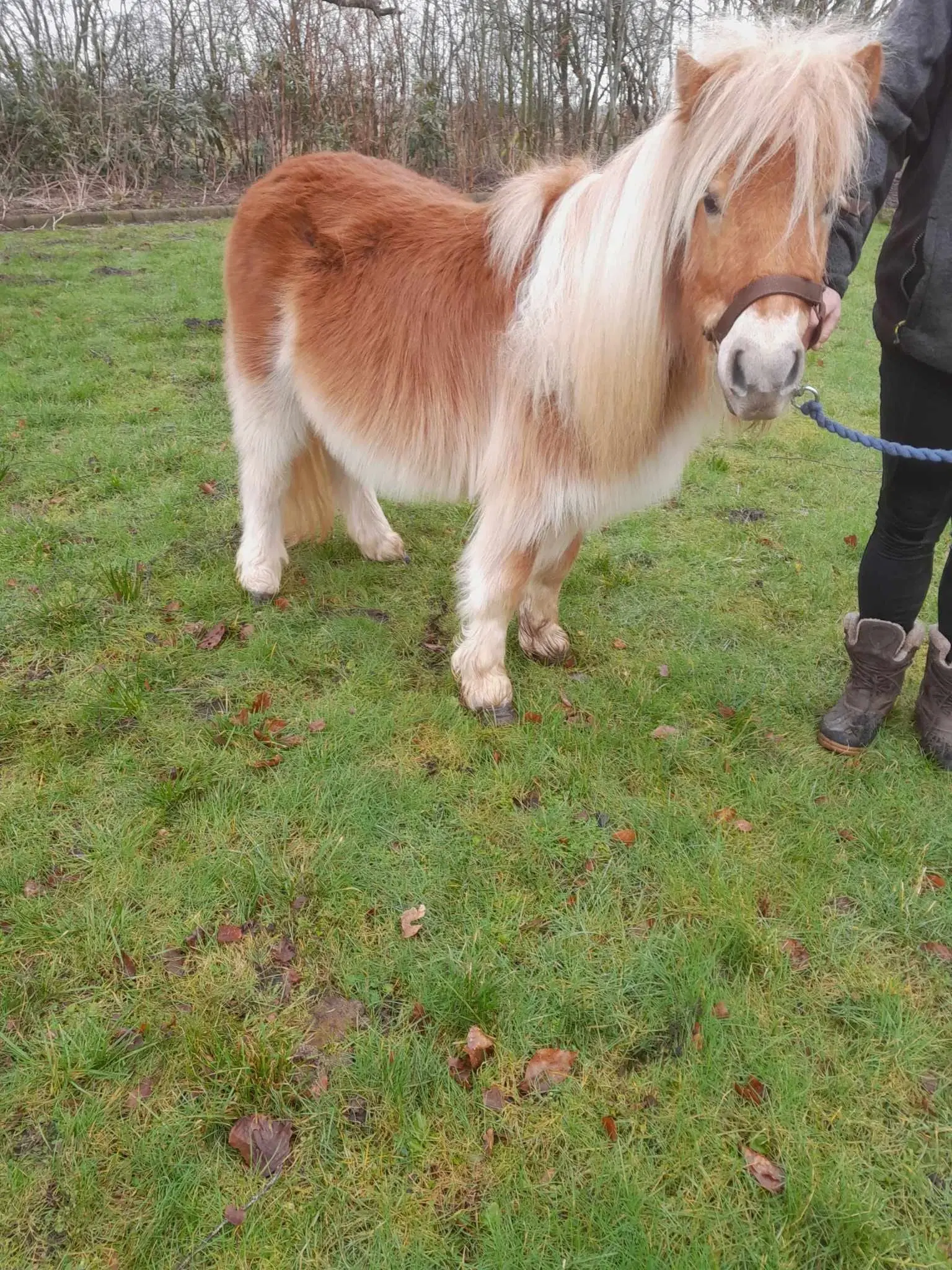 Rød Shetlænder hingst 5 år super sød dreng