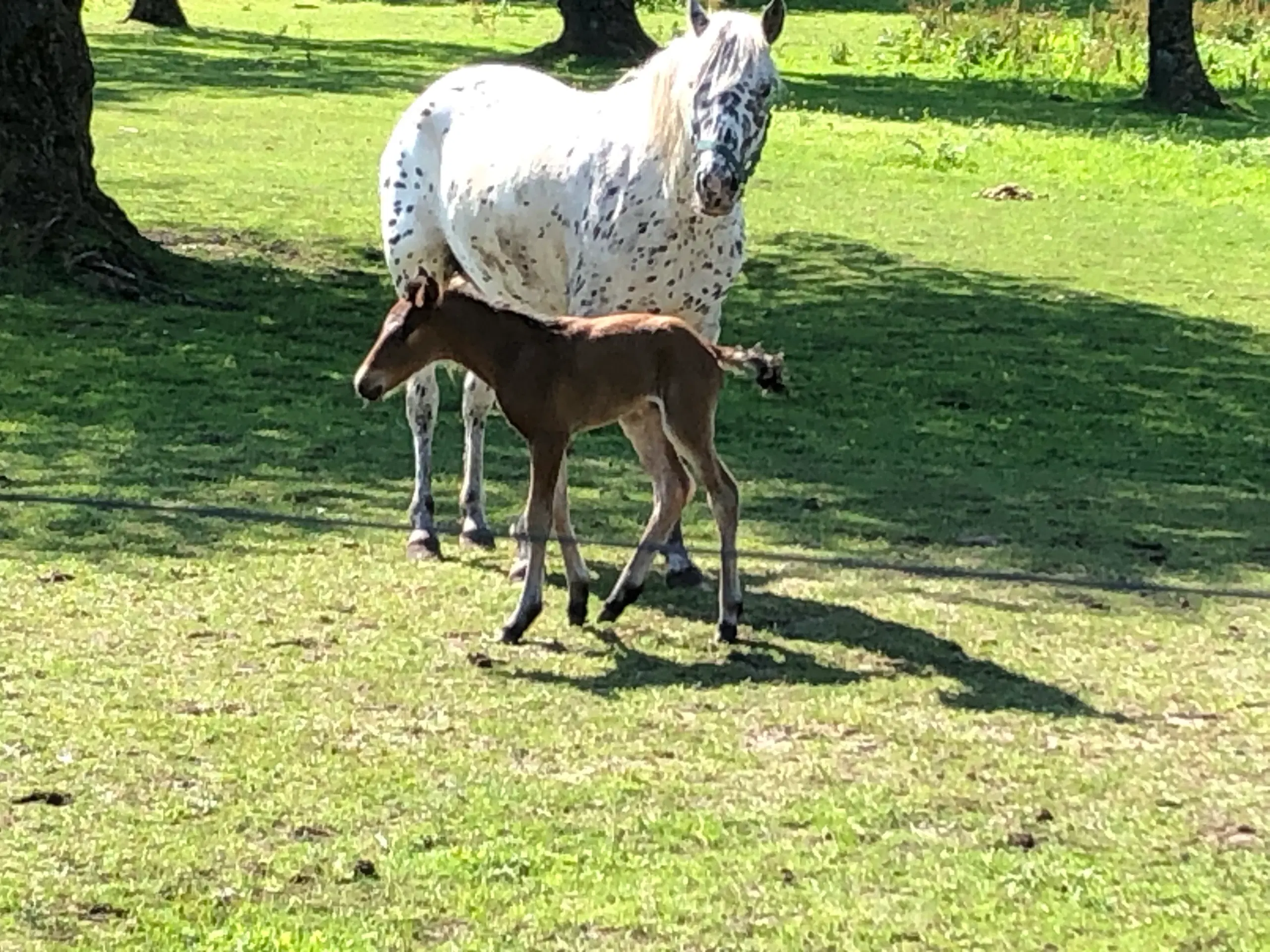 Kat 2 Pony føl / plag