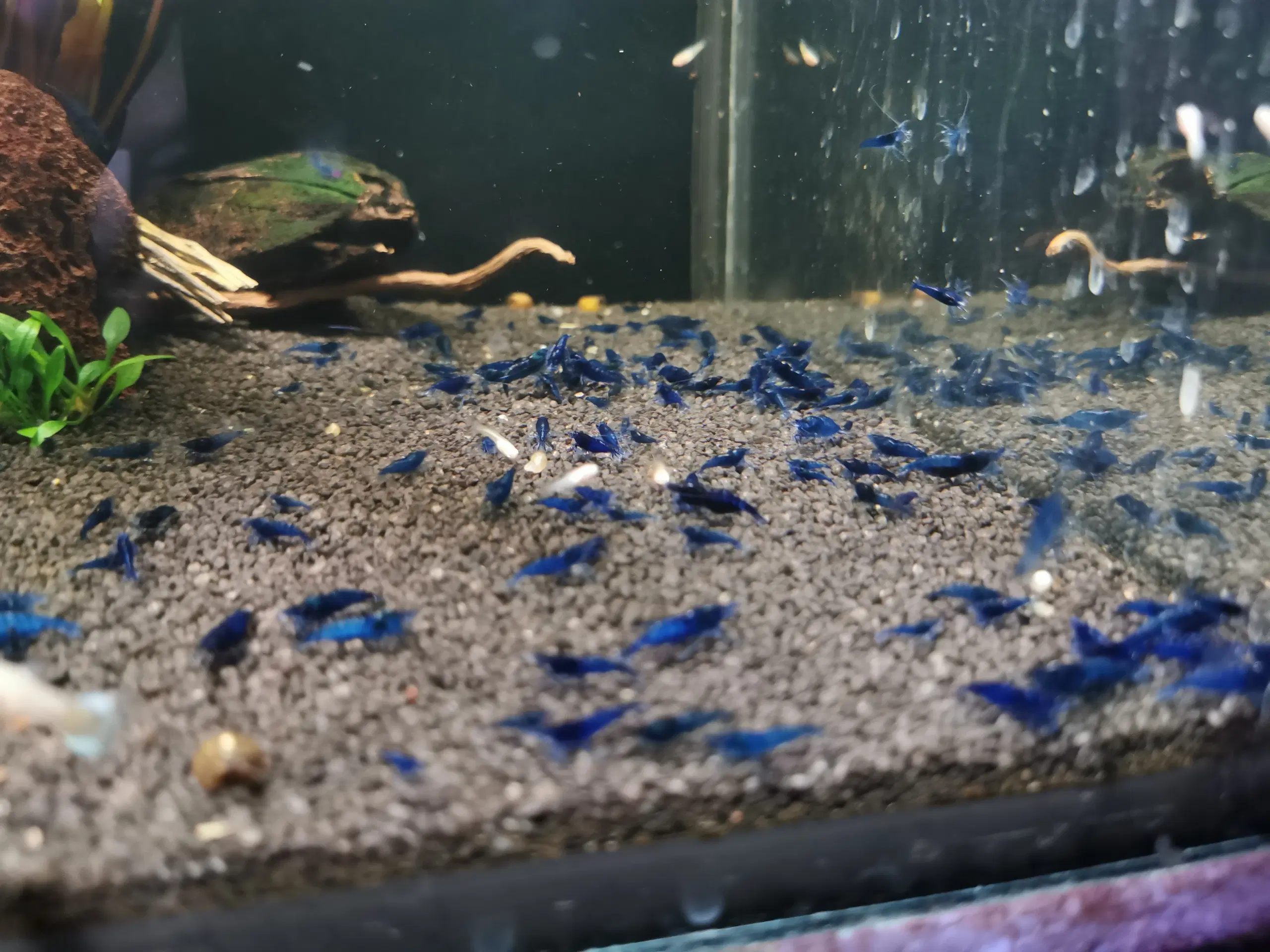 Neocaridina Blue Dream rejer