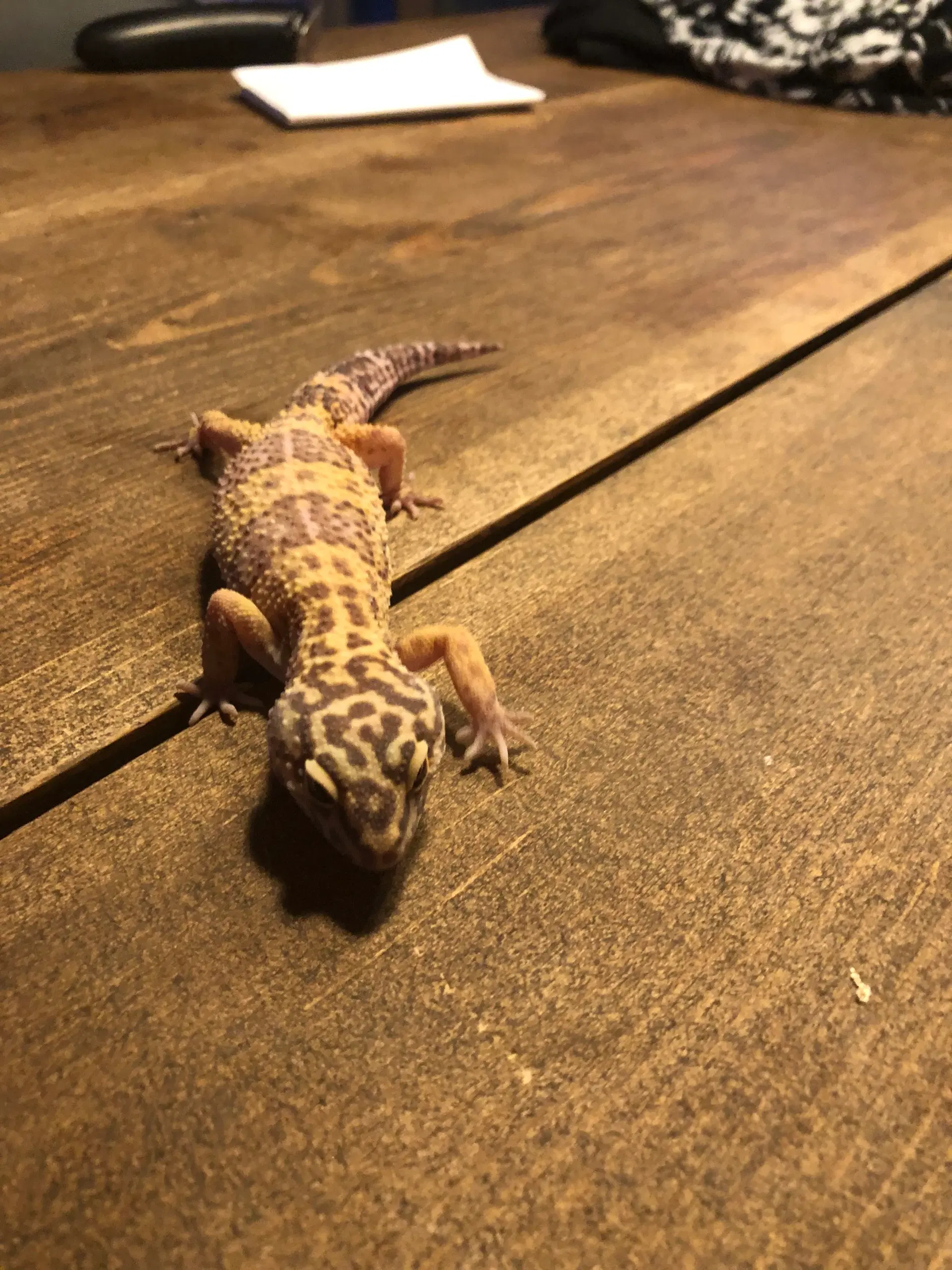 Leopard gekko