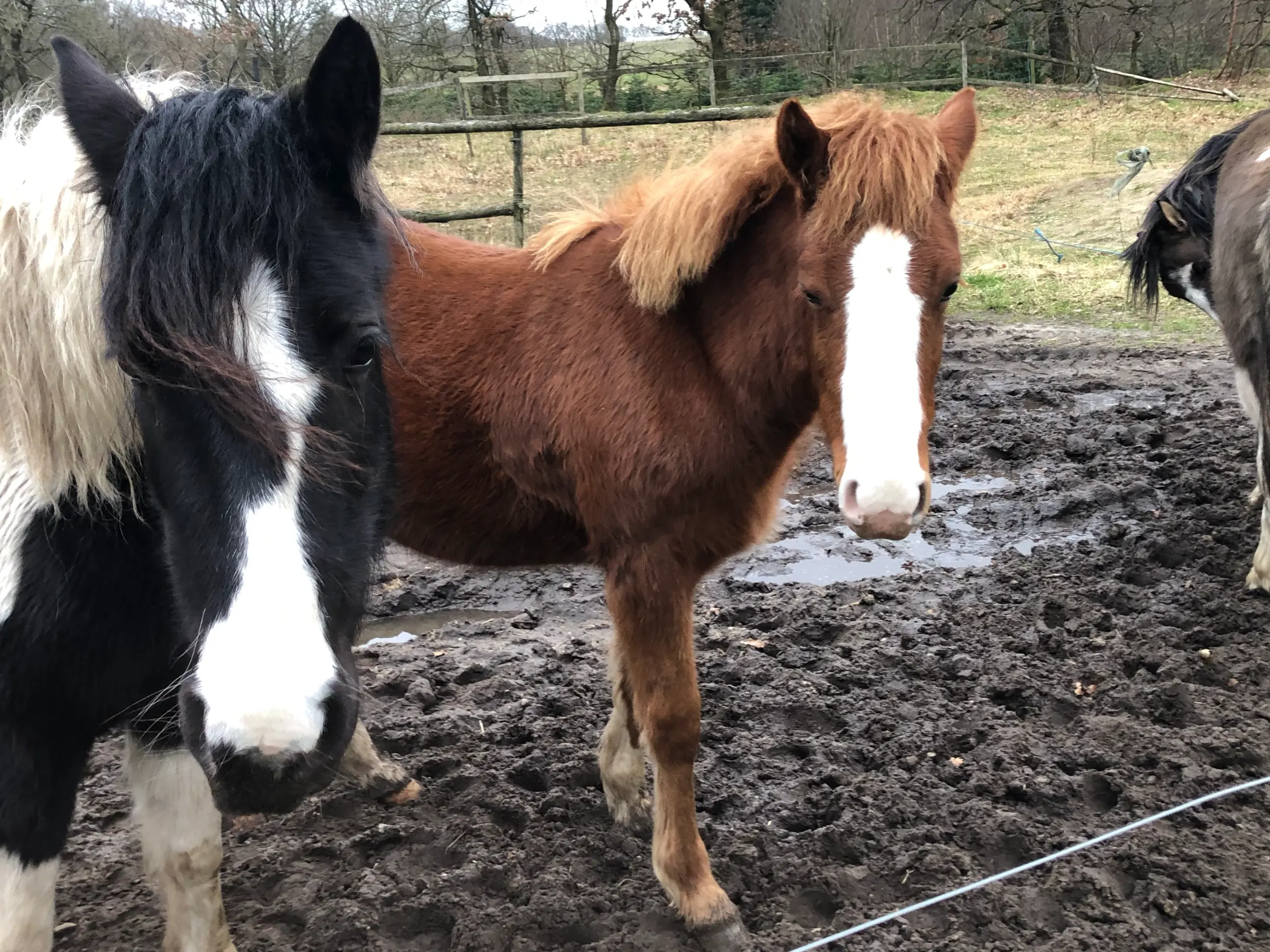 Pony kat 1 føl / plag