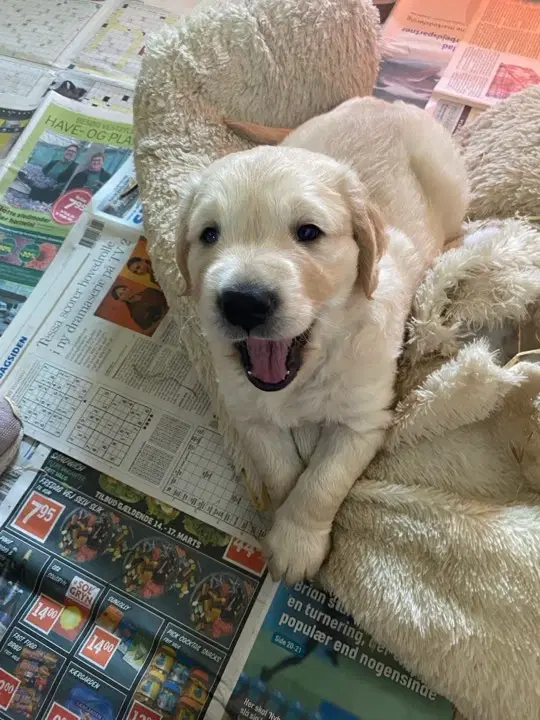 LÆKRE GOLDEN RETRIEVER HVALPE