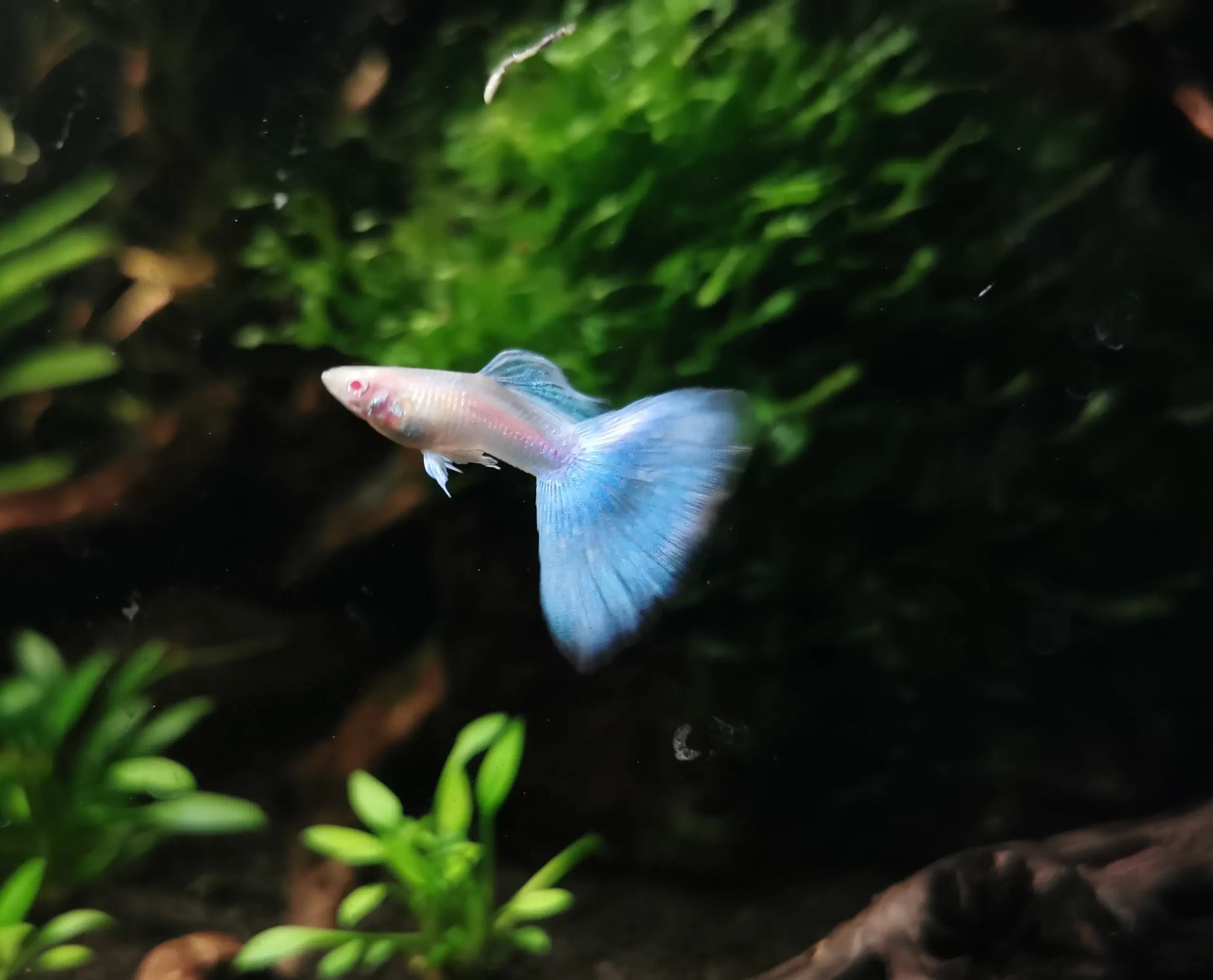 Albino Sky Blue guppy