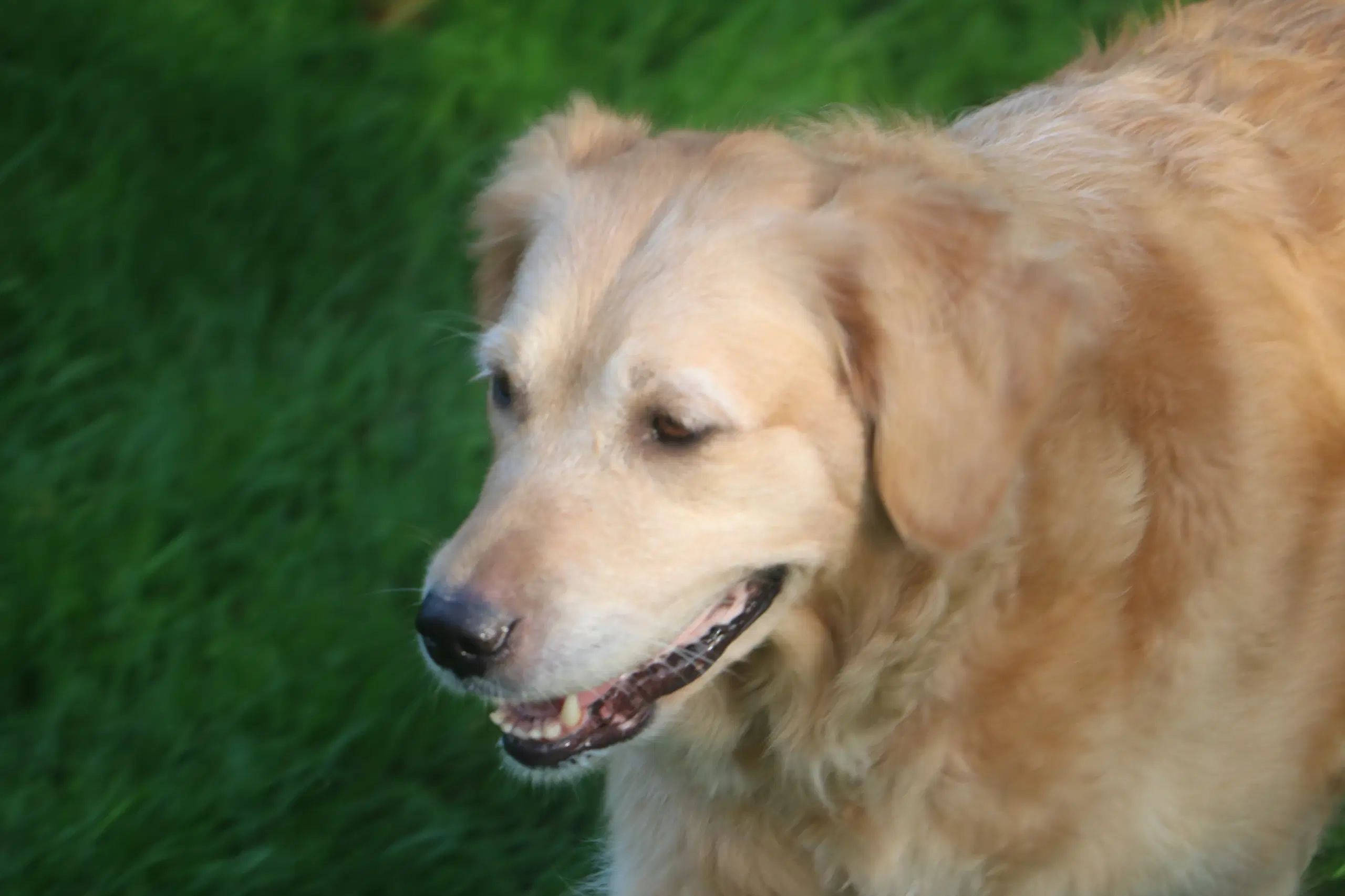 Verdens smukkeste Golden Retriever hvalpe