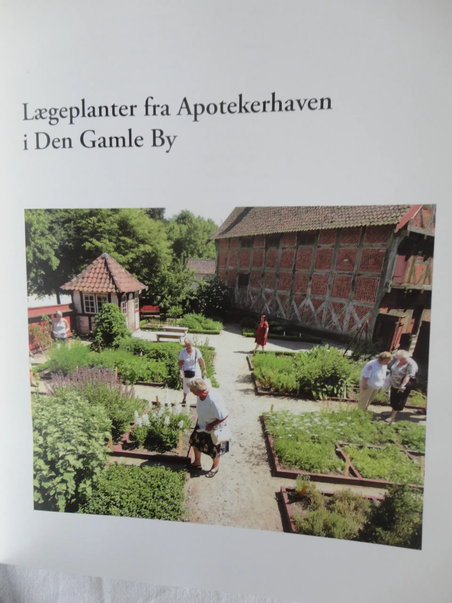 Læge Planter  []