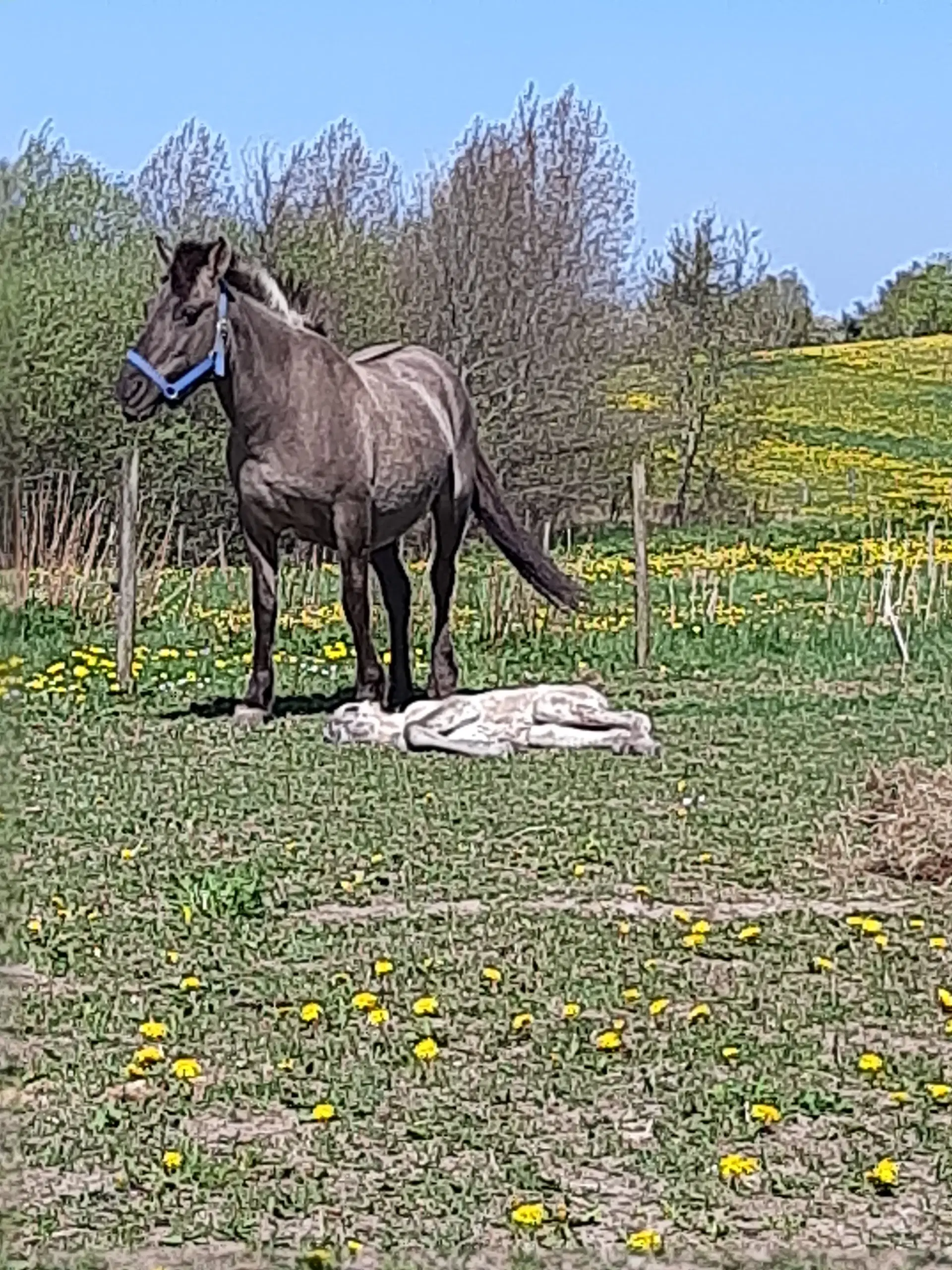 2års polsk konik pony