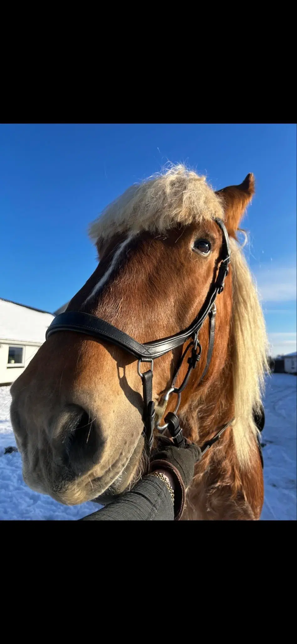 Jysk hest med det bedste sind