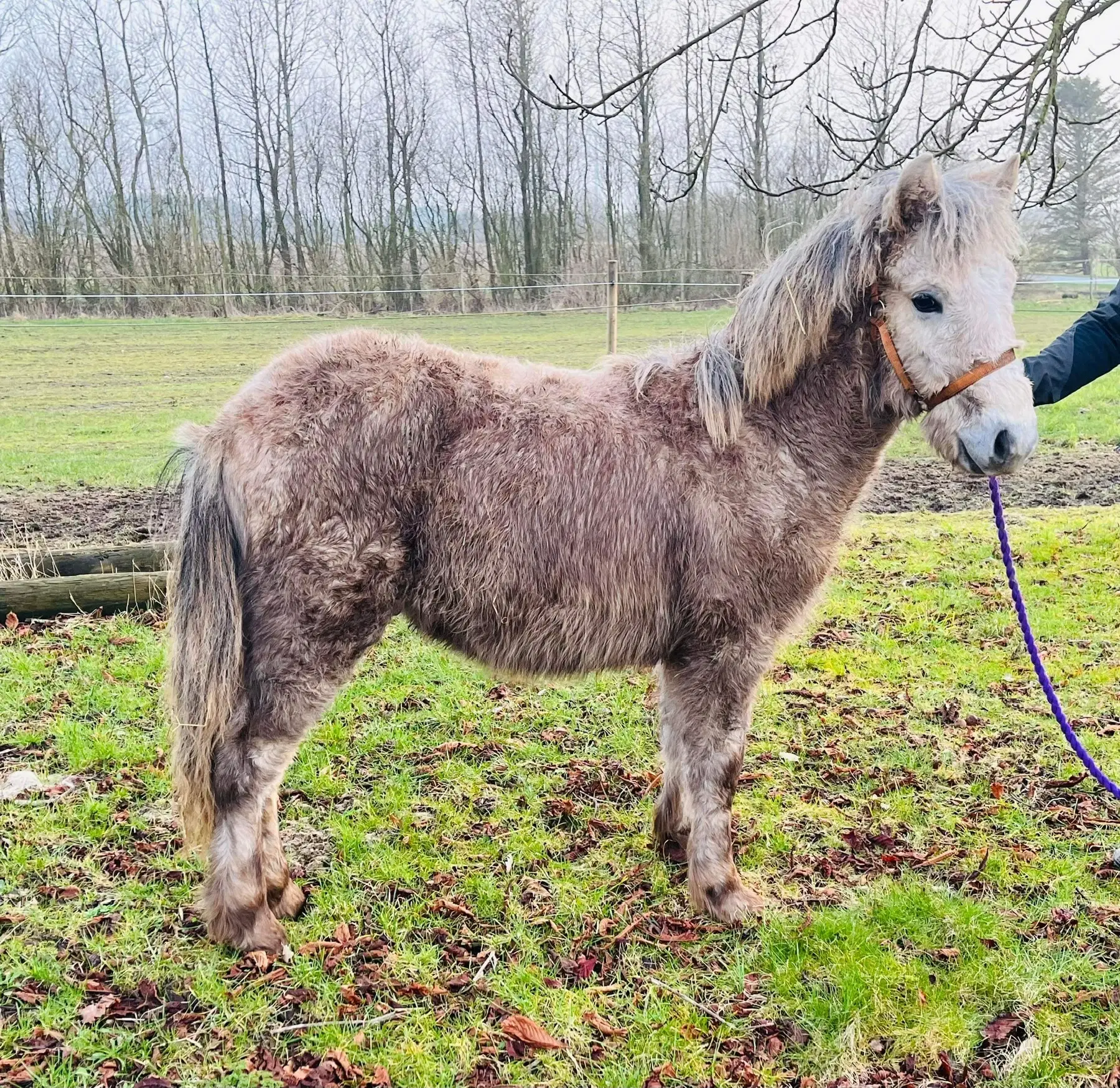 Lækker hingst føl