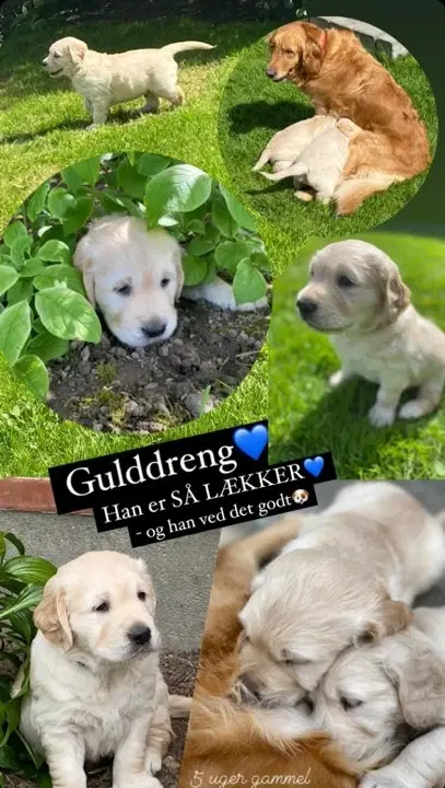 LÆKRE GOLDEN RETRIEVER HVALPE