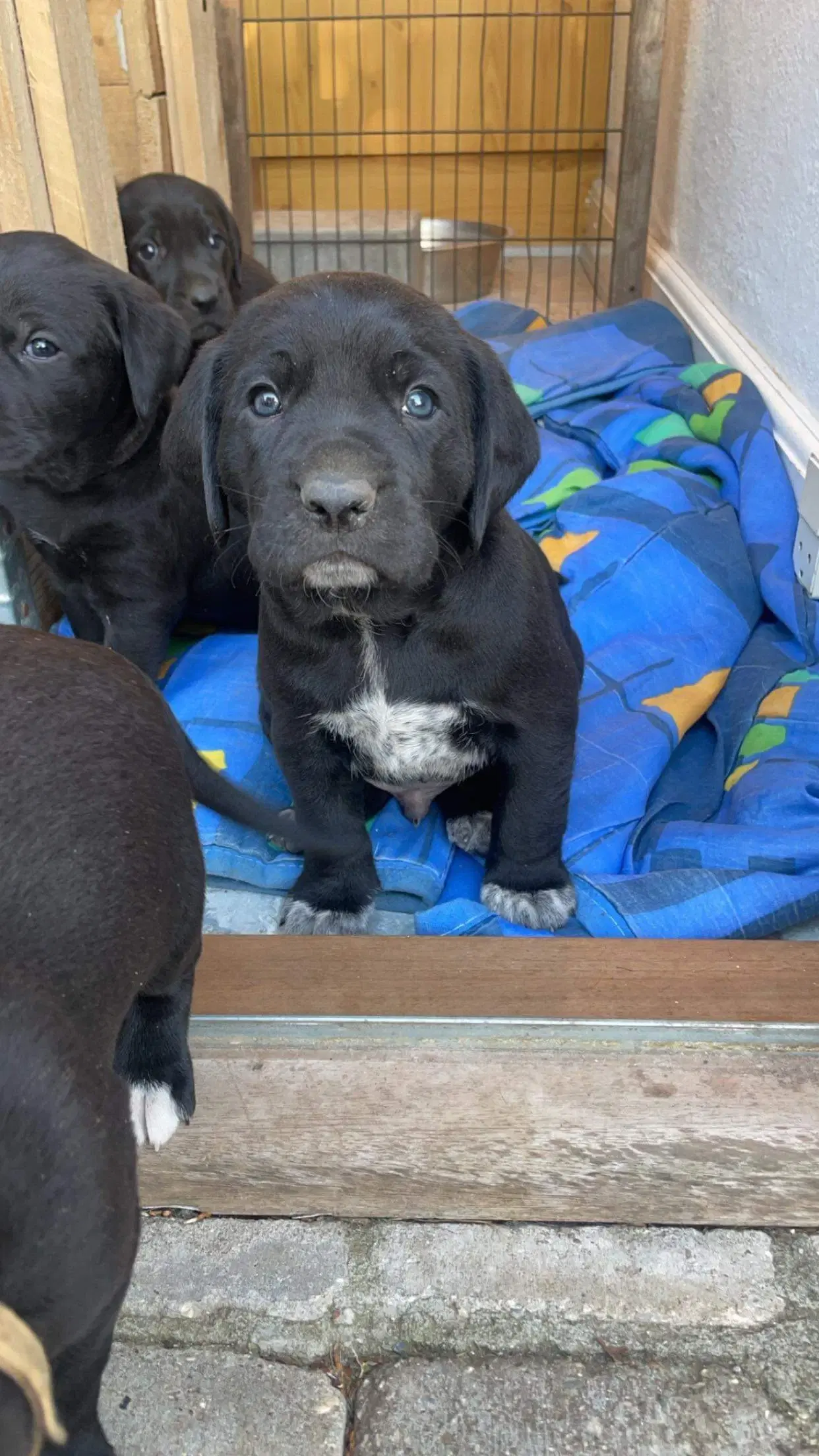 Labrador og hønsehund blanding