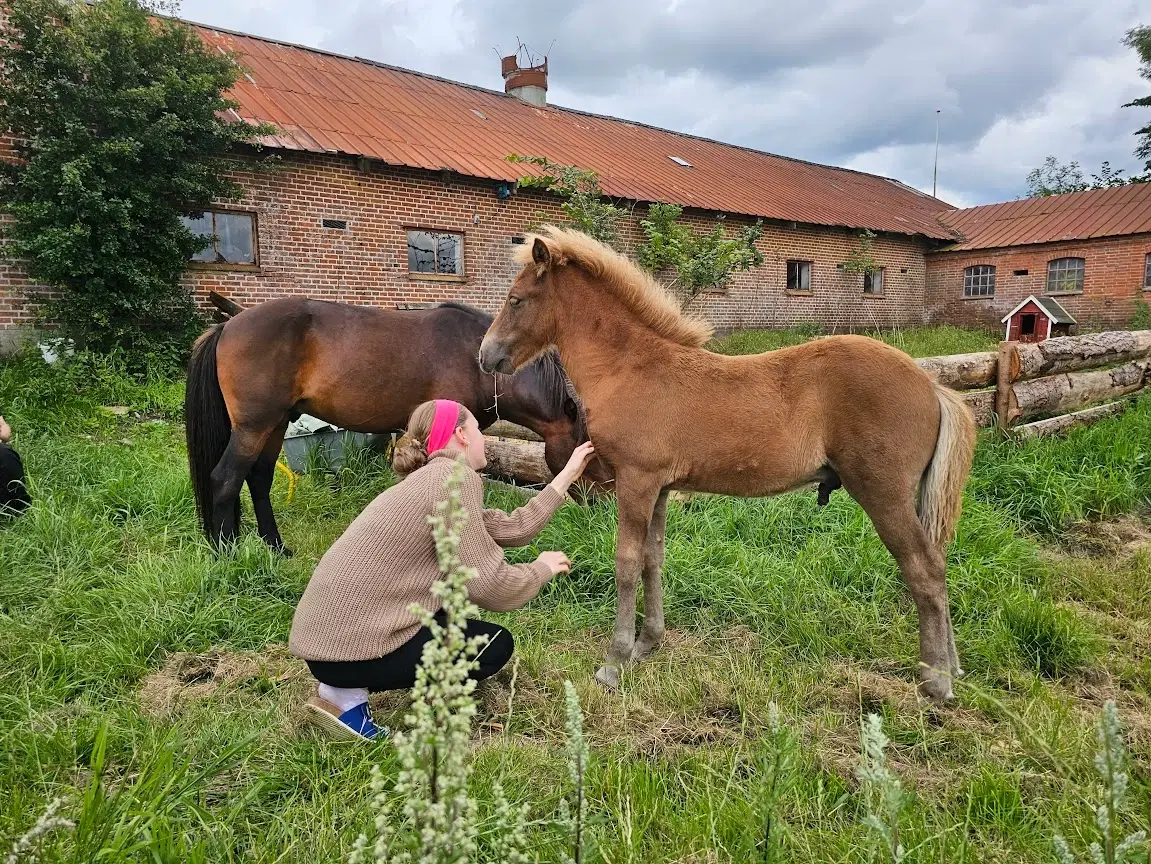 Avl - Stævne eller luksus ridehest <3