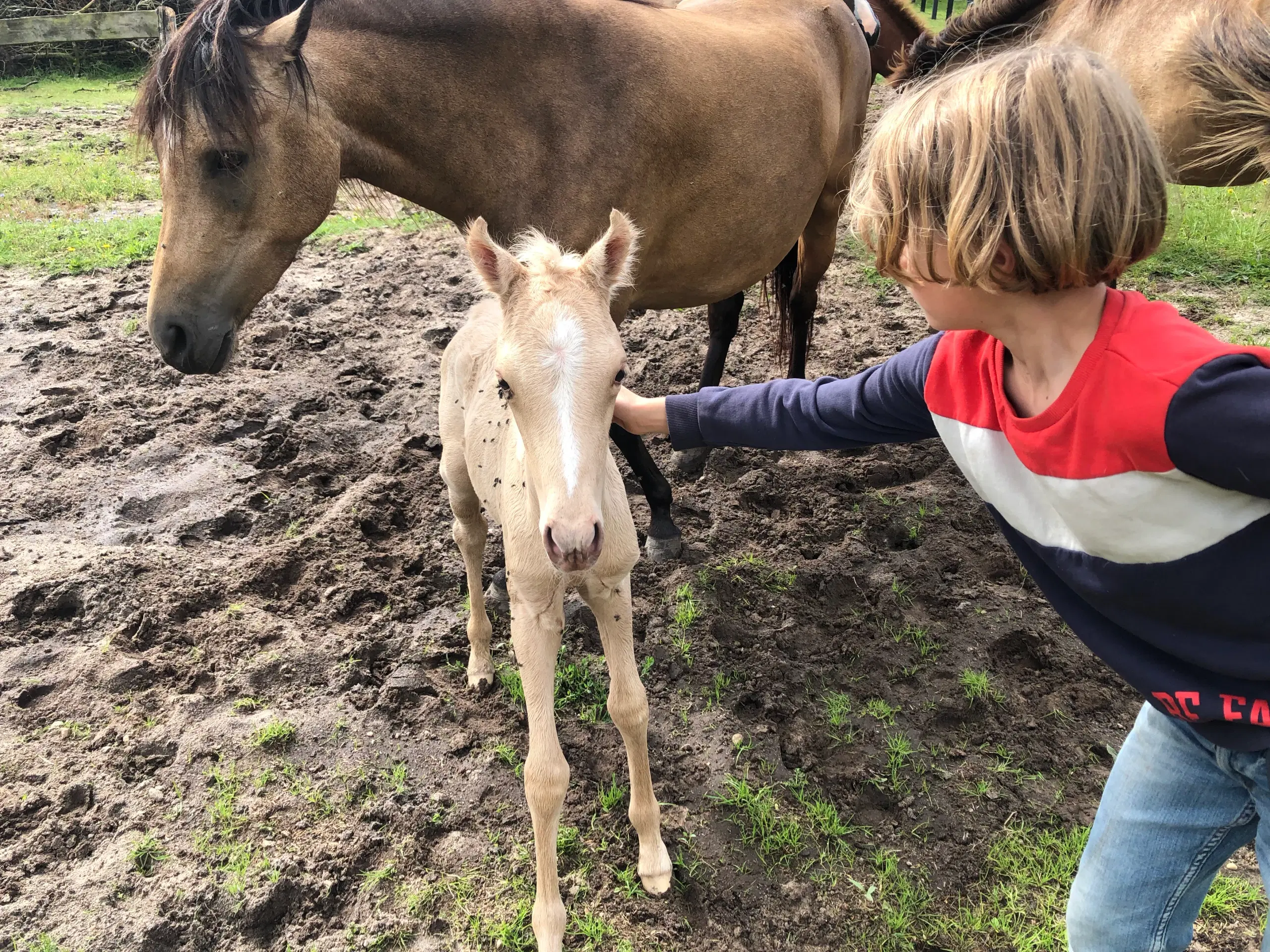 Kat 2 Pony føl / plag