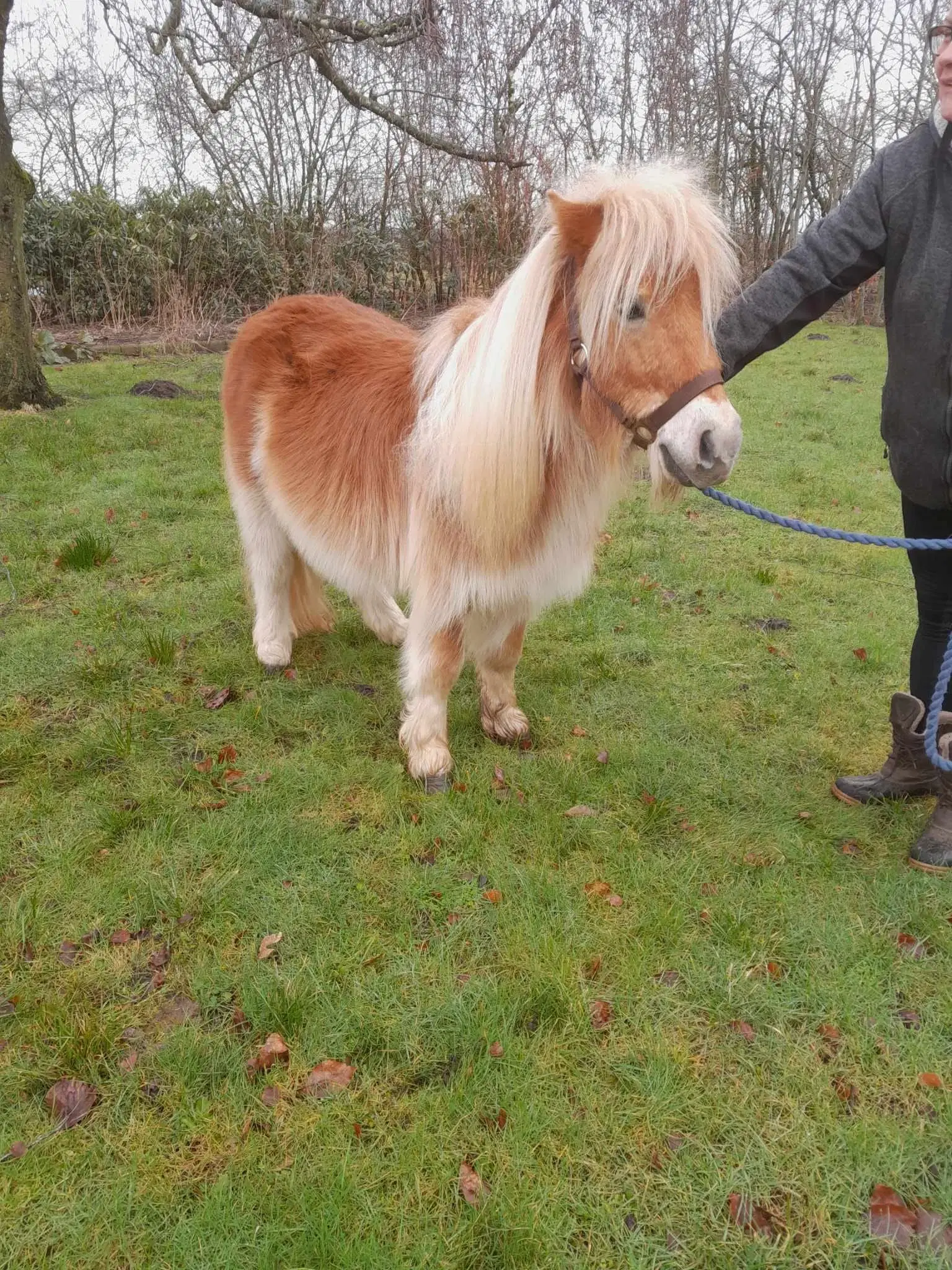 Rød Shetlænder hingst 5 år super sød dreng