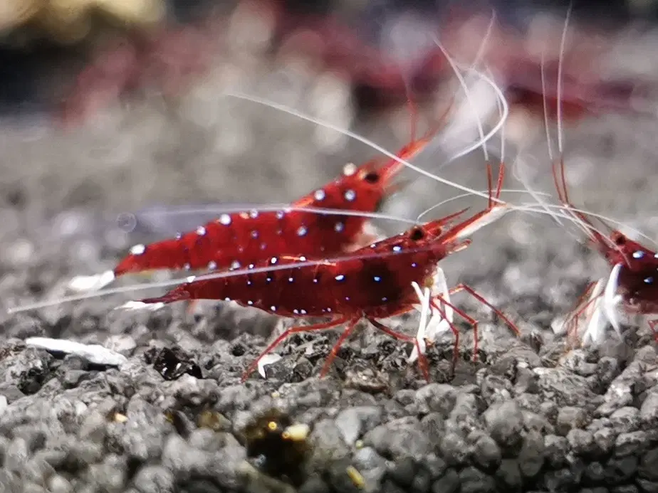 Kardinalreje - Caridina Dennerli