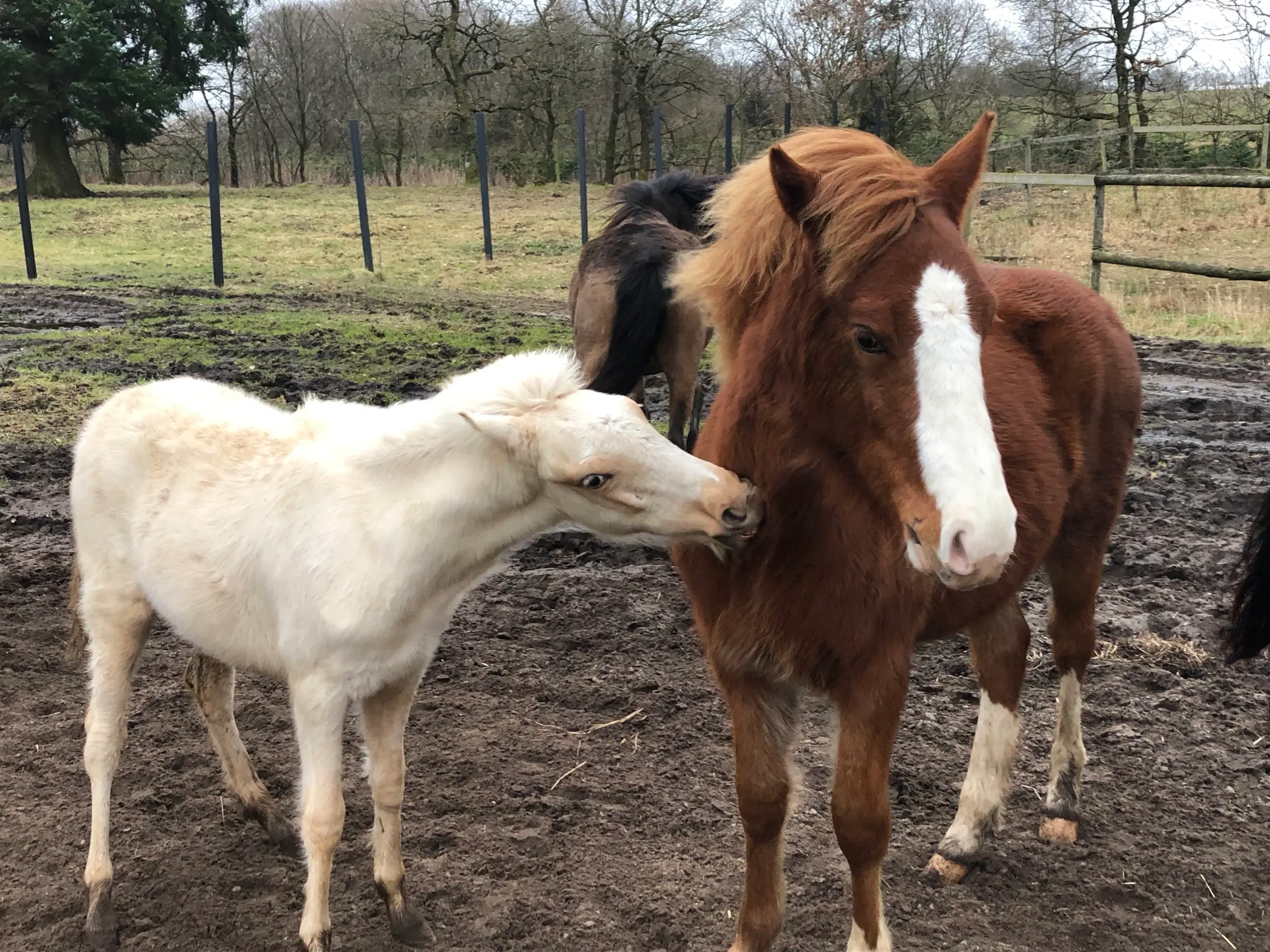 Kat 2 Pony føl / plag