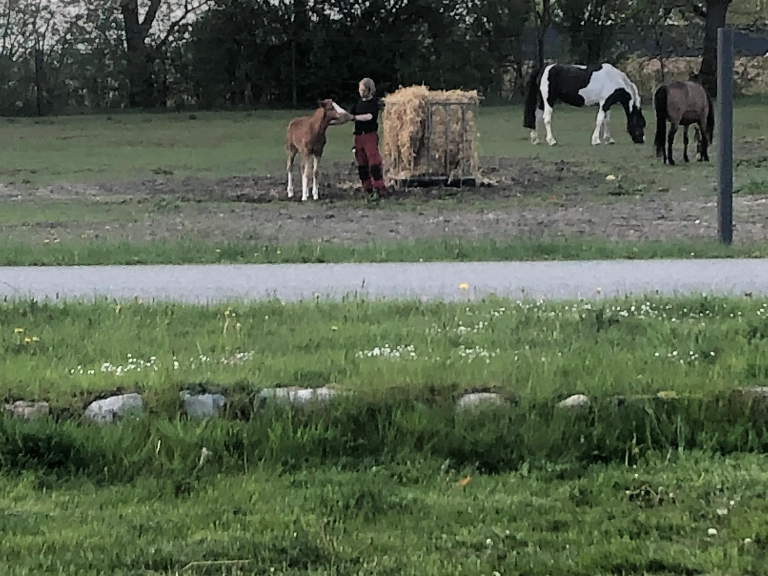 Kat 1 pony føl/plag