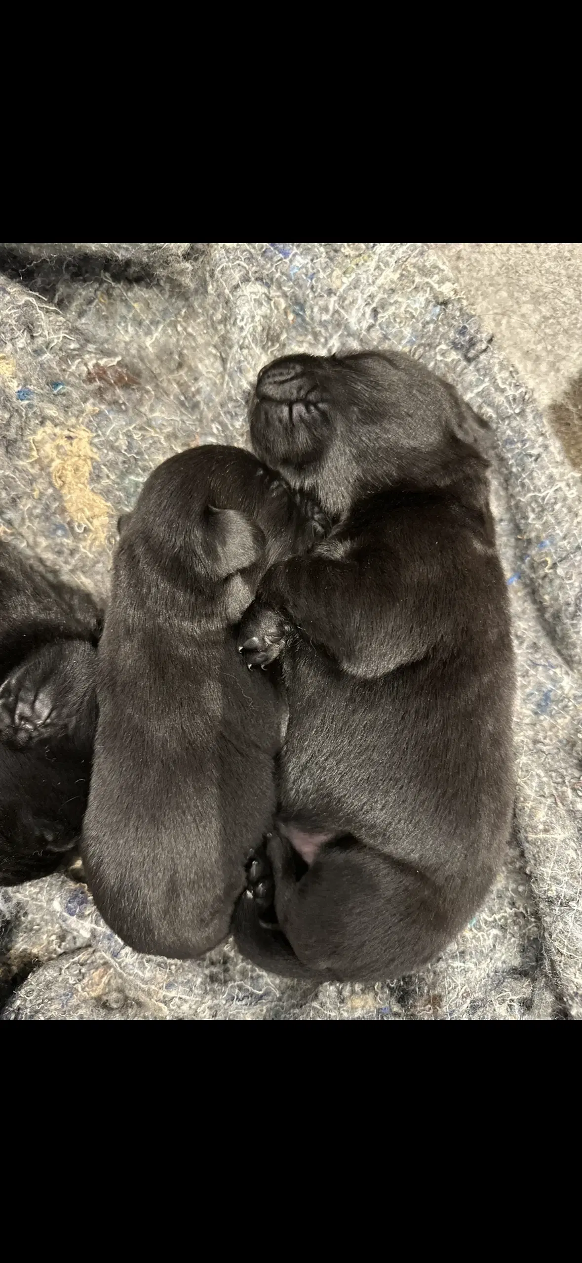 Gammeldags labrador hundehvalpe