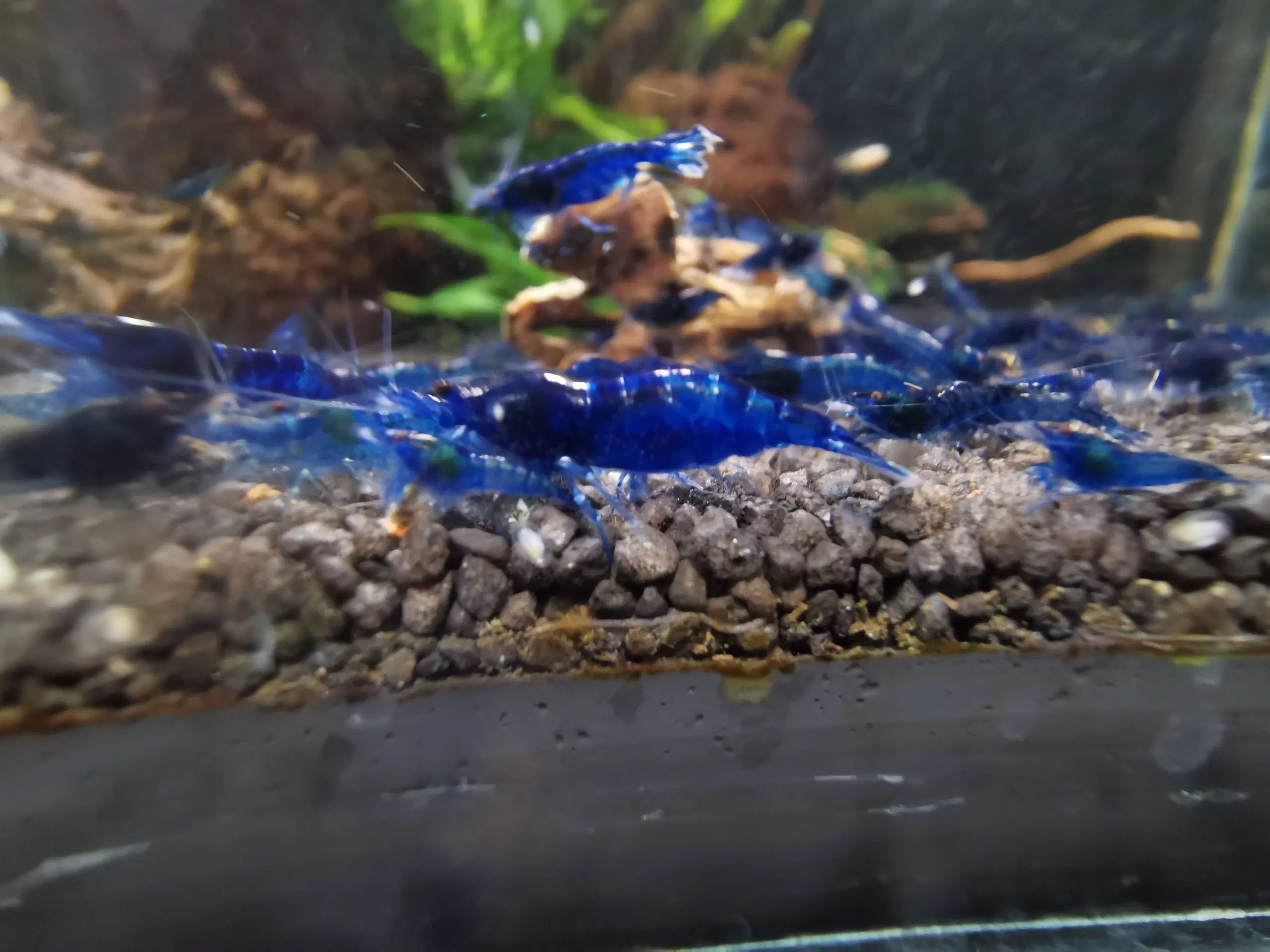 Neocaridina Blue Dream rejer