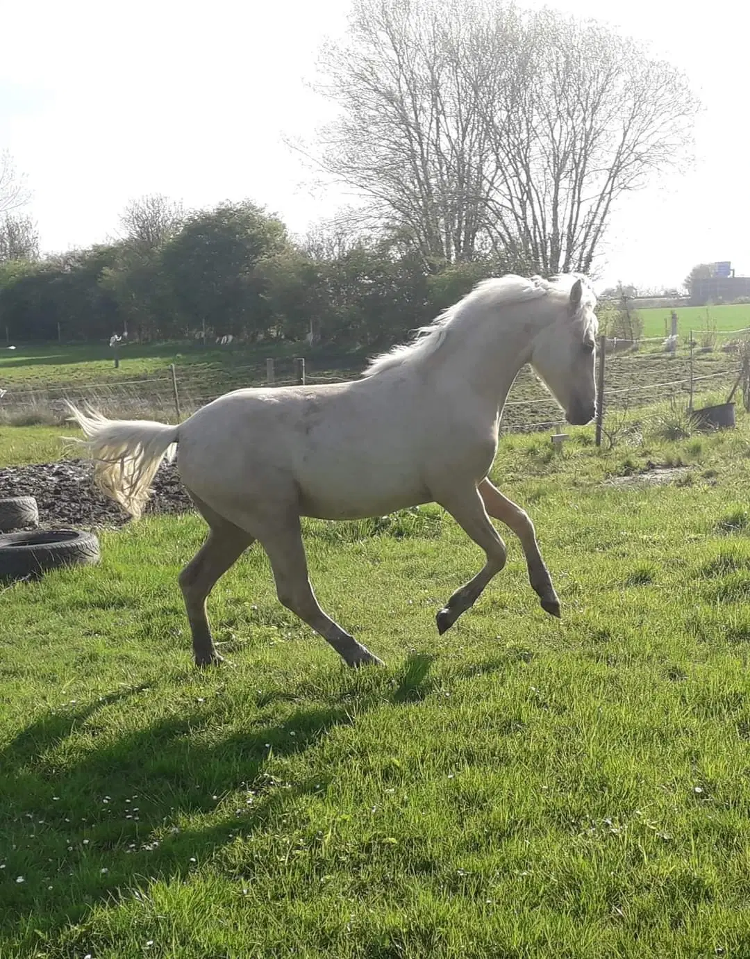 Smuk Pony Welsh Partbred 1 år 130 cm