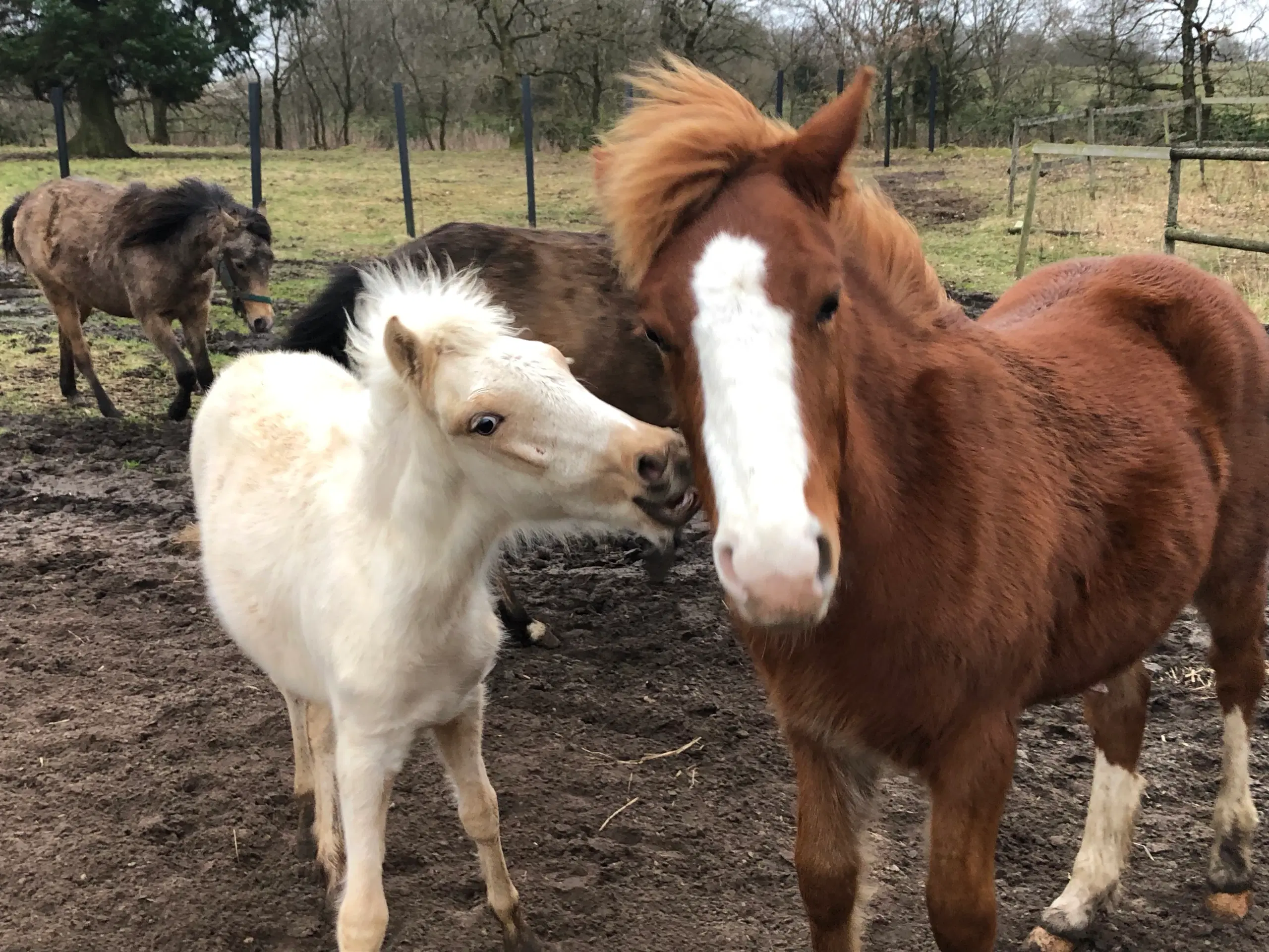 Pony kat 1 føl / plag