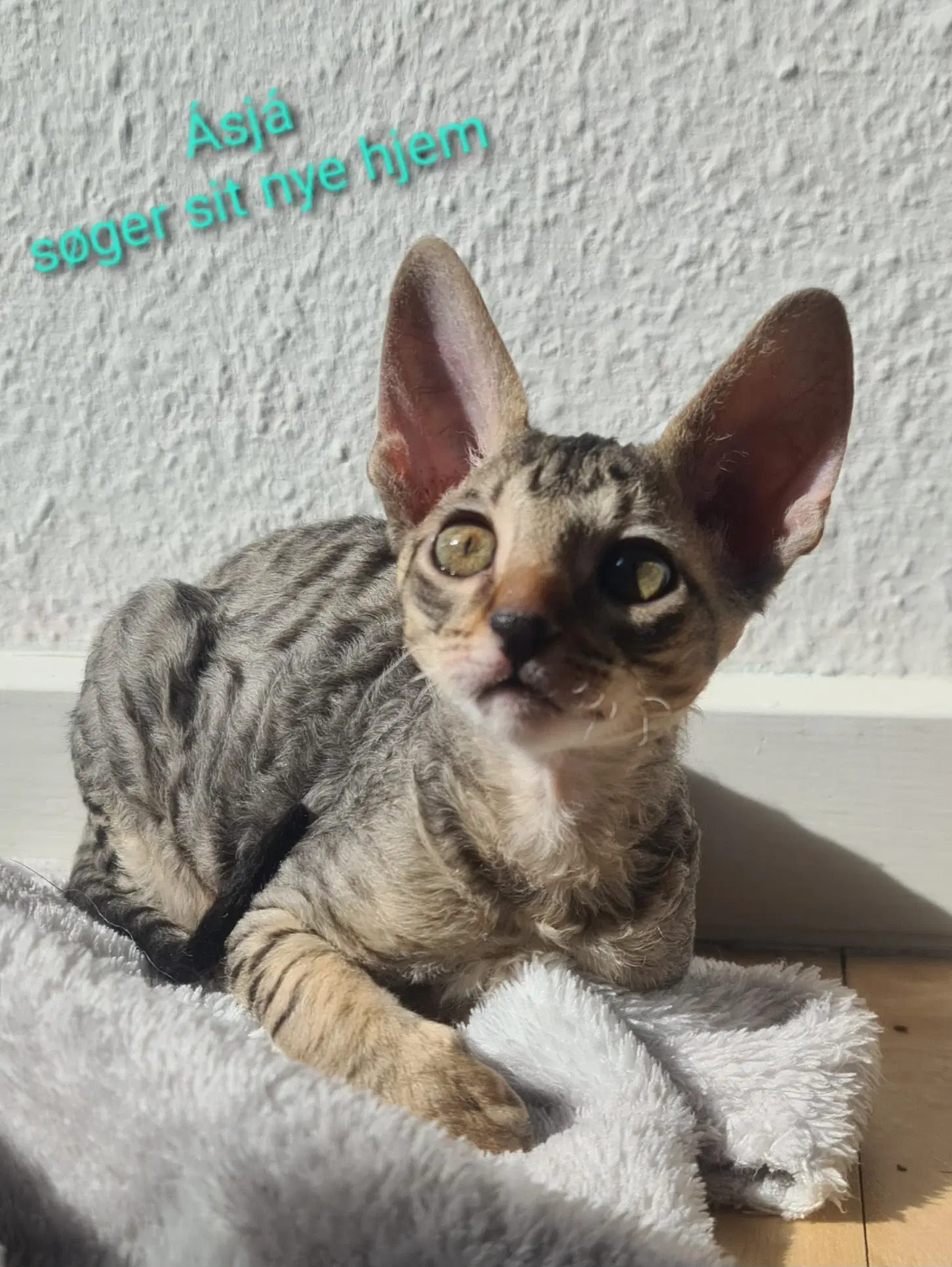 Cornish Rex killinger søger gode hjem