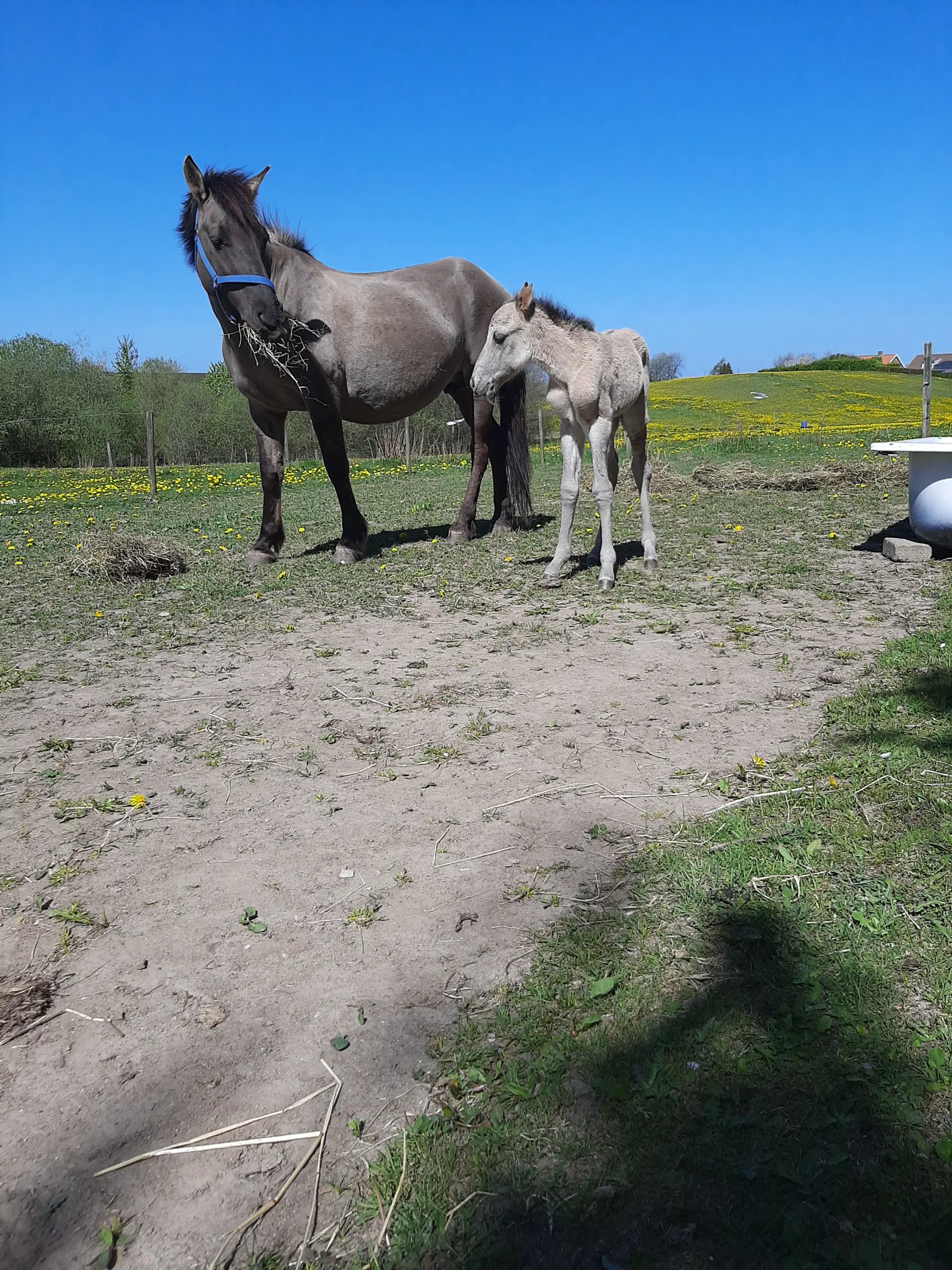 2års polsk konik pony