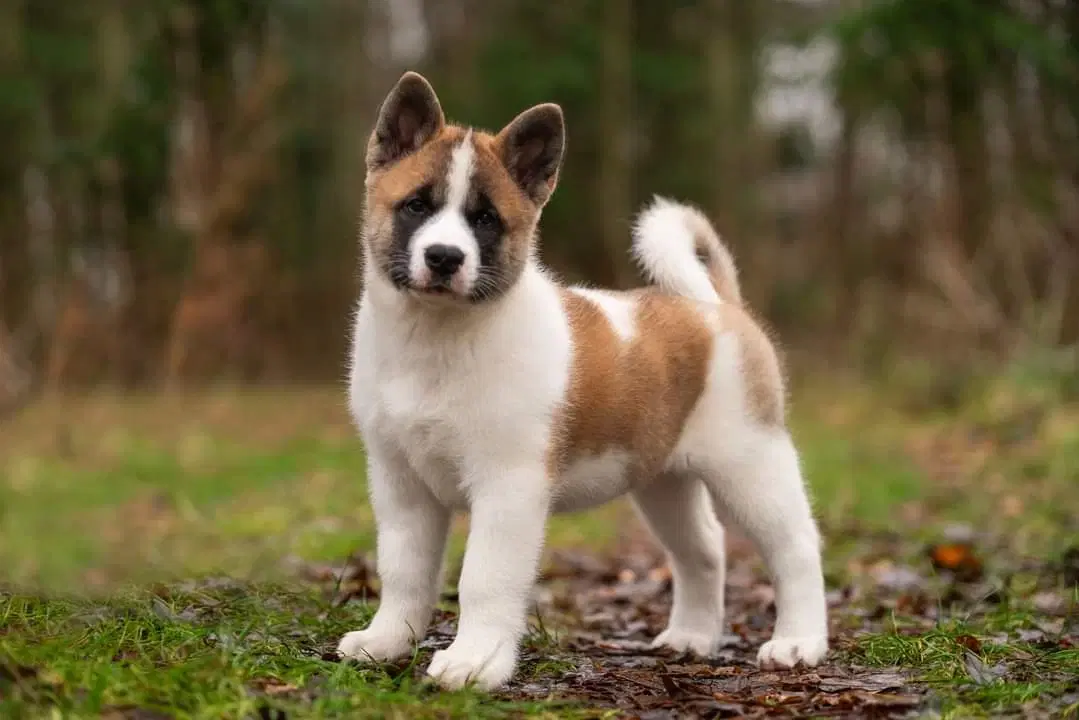 American Akita hvalpe med DKK stambog