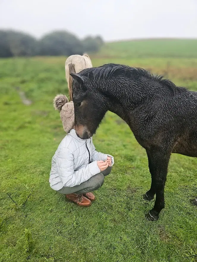 Avl - Stævne eller Luksus ridehest <3