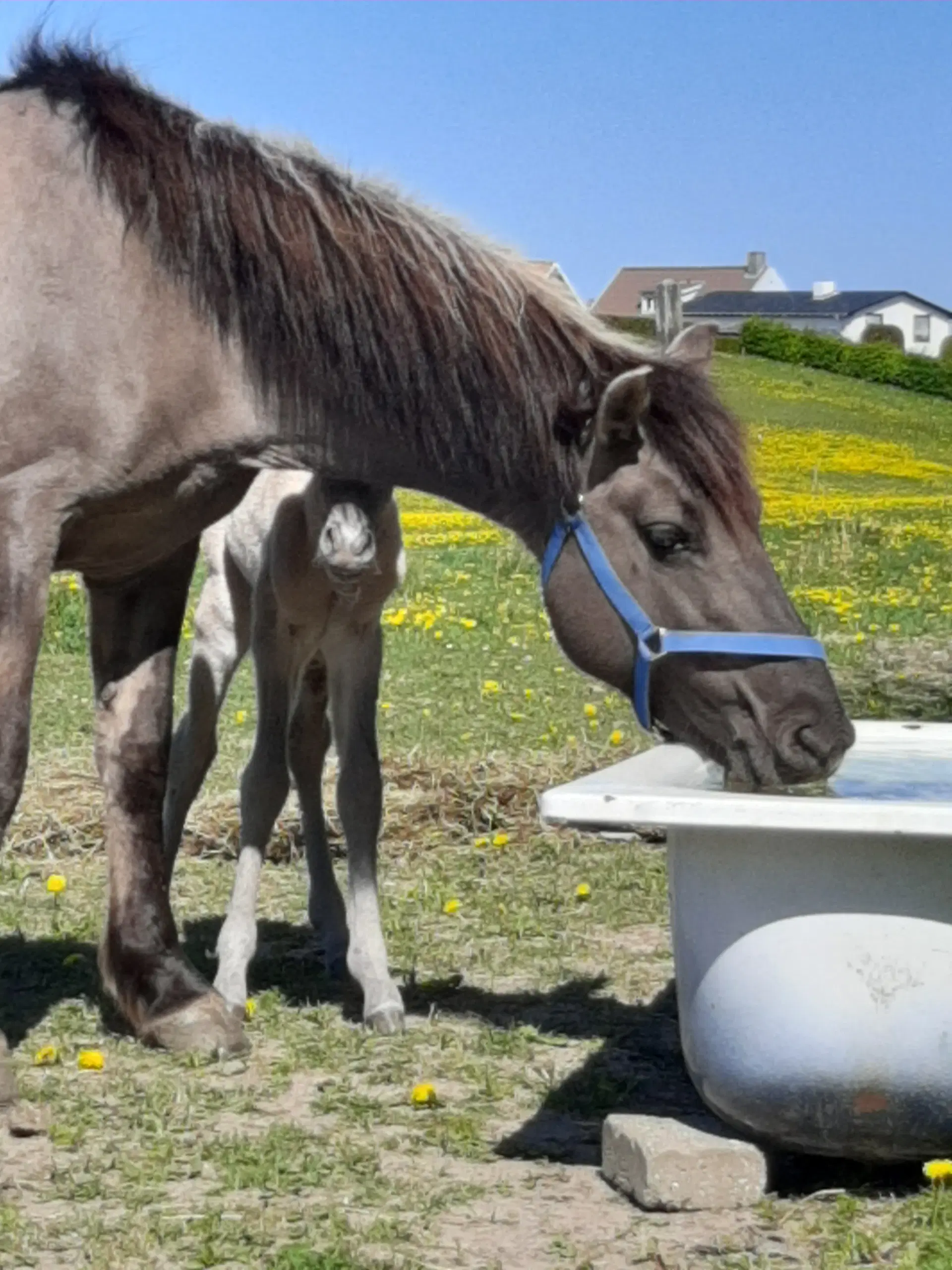 2års polsk konik pony