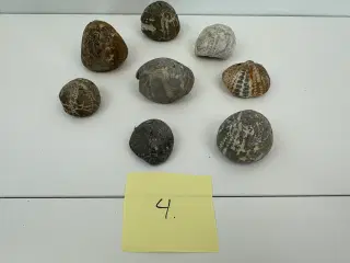  8 stk. forstenet søpindsvin (4)