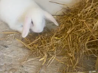 Mini lop unge 300kr Super sød, nuttet, 