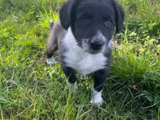 Border Collie hvalp