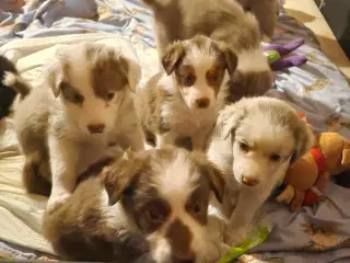 Border collie/ Australien Shepherd mix