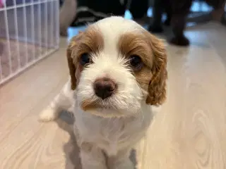 Cavapoo hvalpe