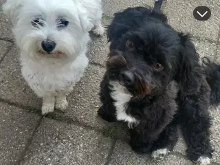 Avl malteser/maltipoo