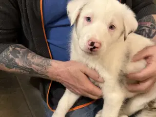 🐾 Den sidste tumling søger deres mennesker 🐾