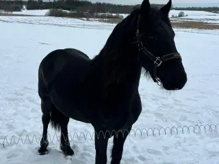 Rå/ung Friser vallak 