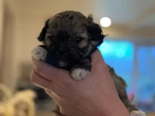 Shih tzu hvalpe 