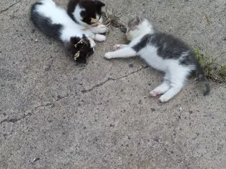 Kattekillinger 