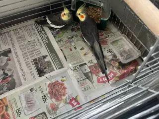 Gambar Burung, Cockatiel.